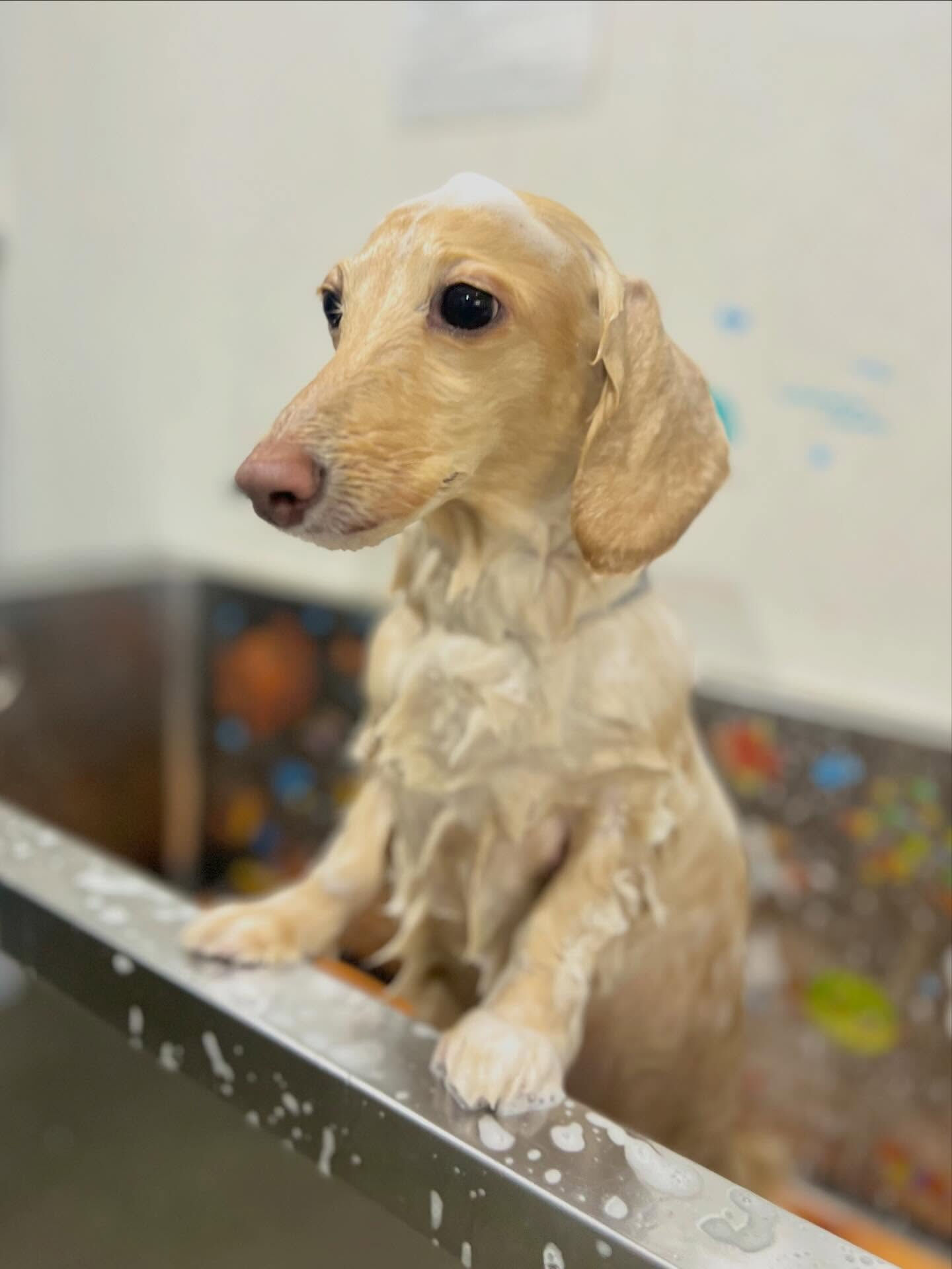 来店いただいた、ニカちゃんです🐶✨