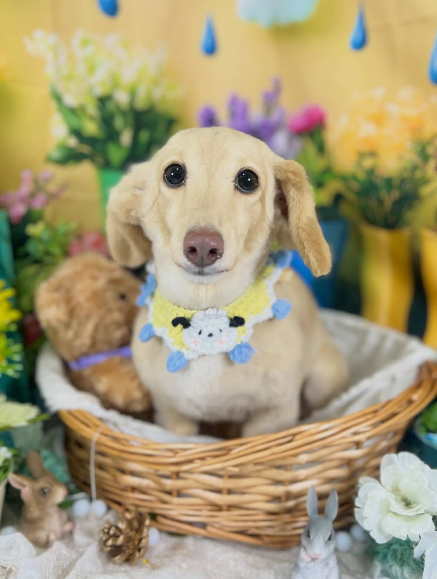 来店いただいた、ニカちゃんです🐶✨
