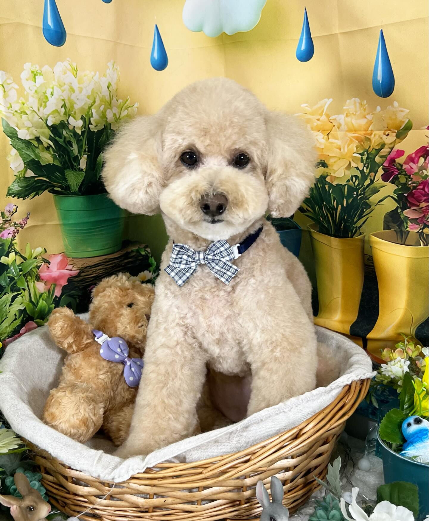 来店いただいた、トイプーのティニーちゃんです🐶✨