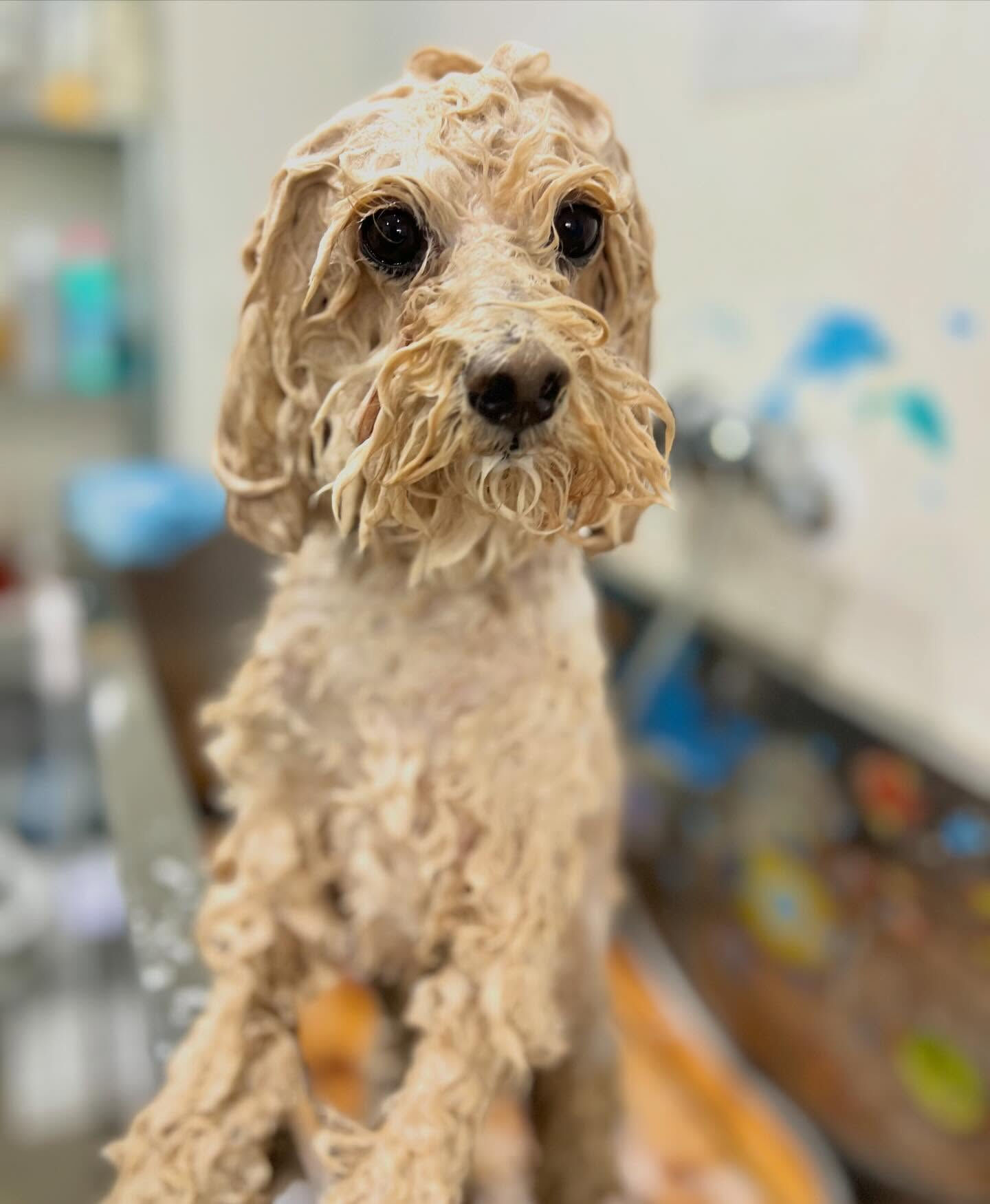 来店いただいた、トイプーのティニーちゃんです🐶✨