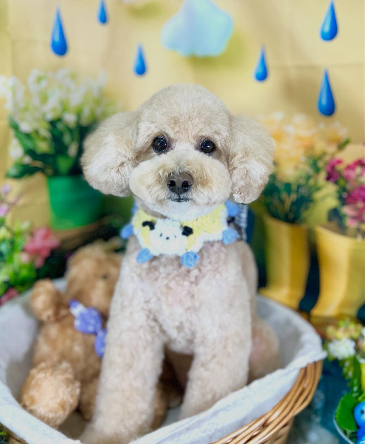 来店いただいた、トイプーのティニーちゃんです🐶✨