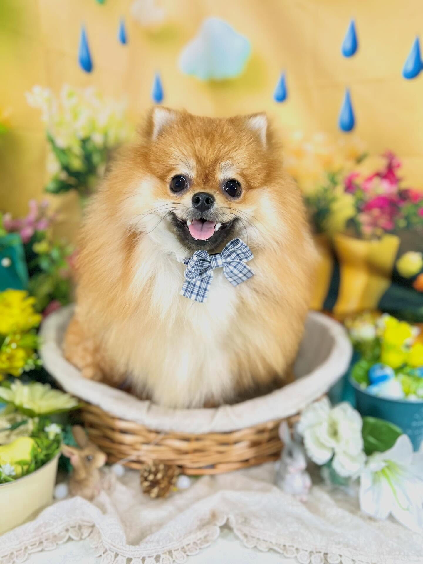 来店いただいた、ポメラニアンの獅子丸くんです🐶✨