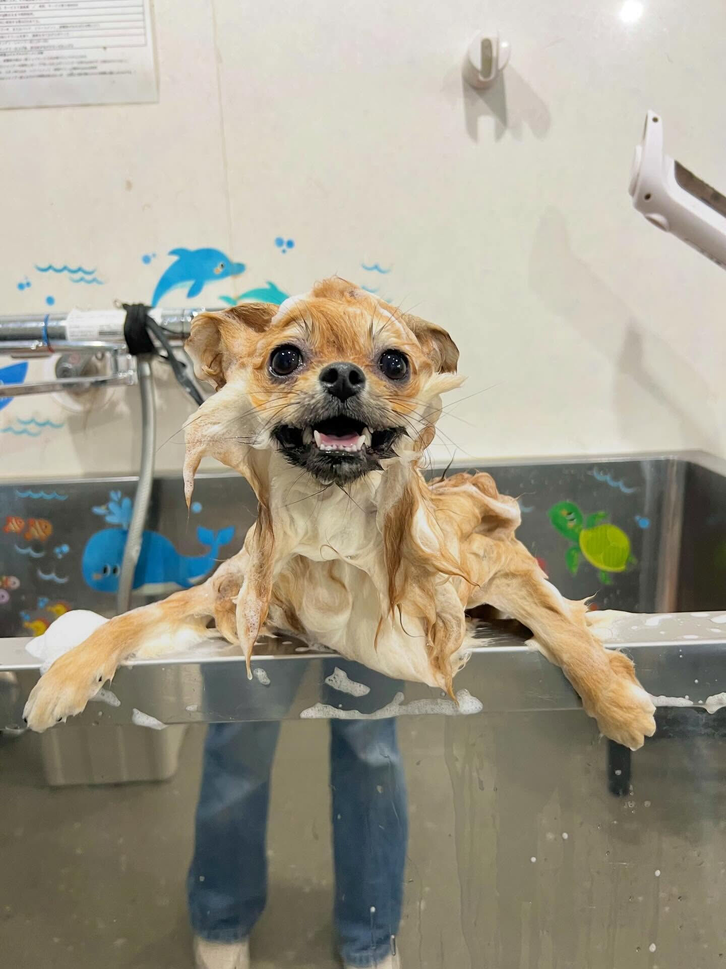 来店いただいた、ポメラニアンの獅子丸くんです🐶✨