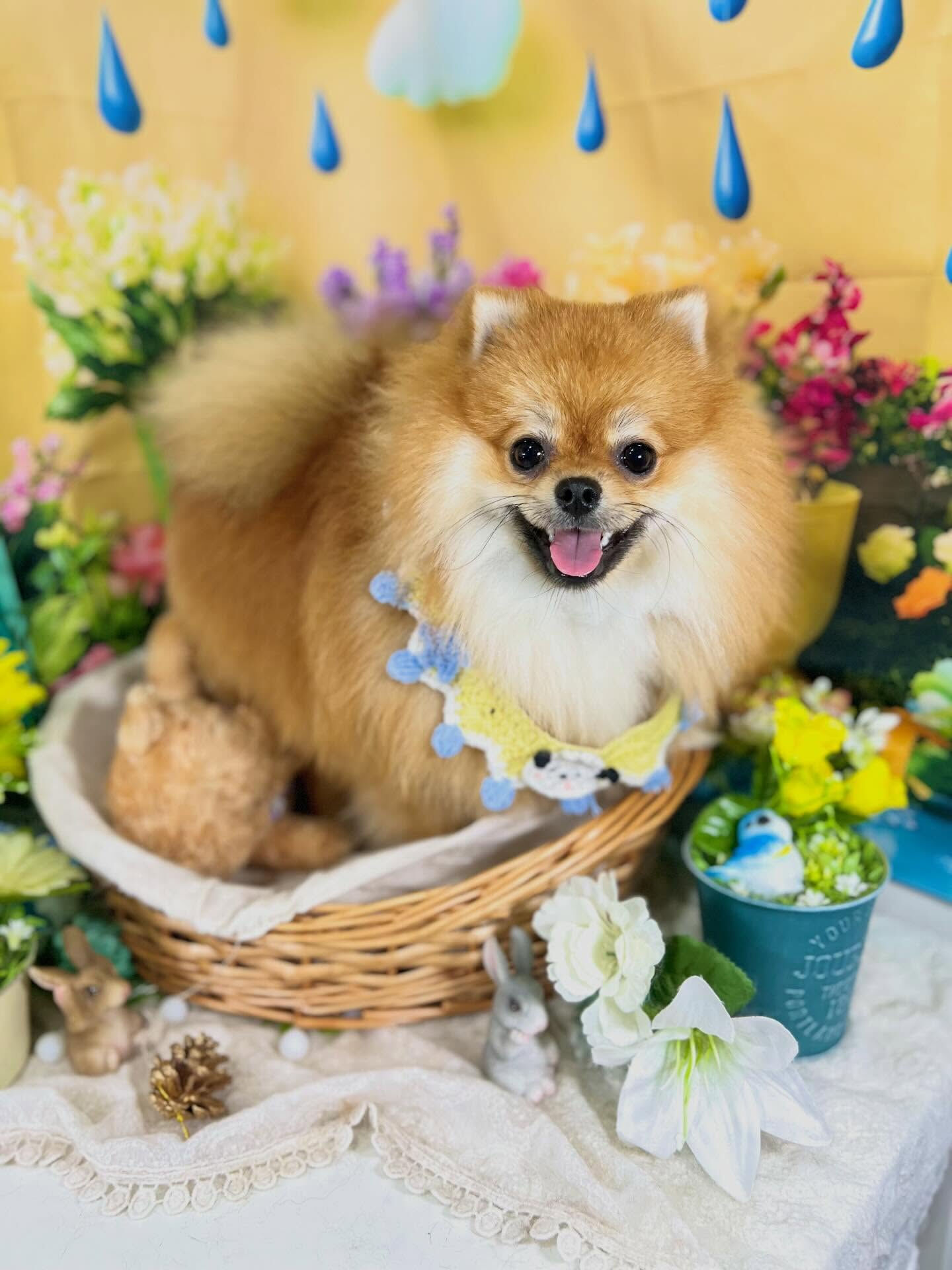 来店いただいた、ポメラニアンの獅子丸くんです🐶✨