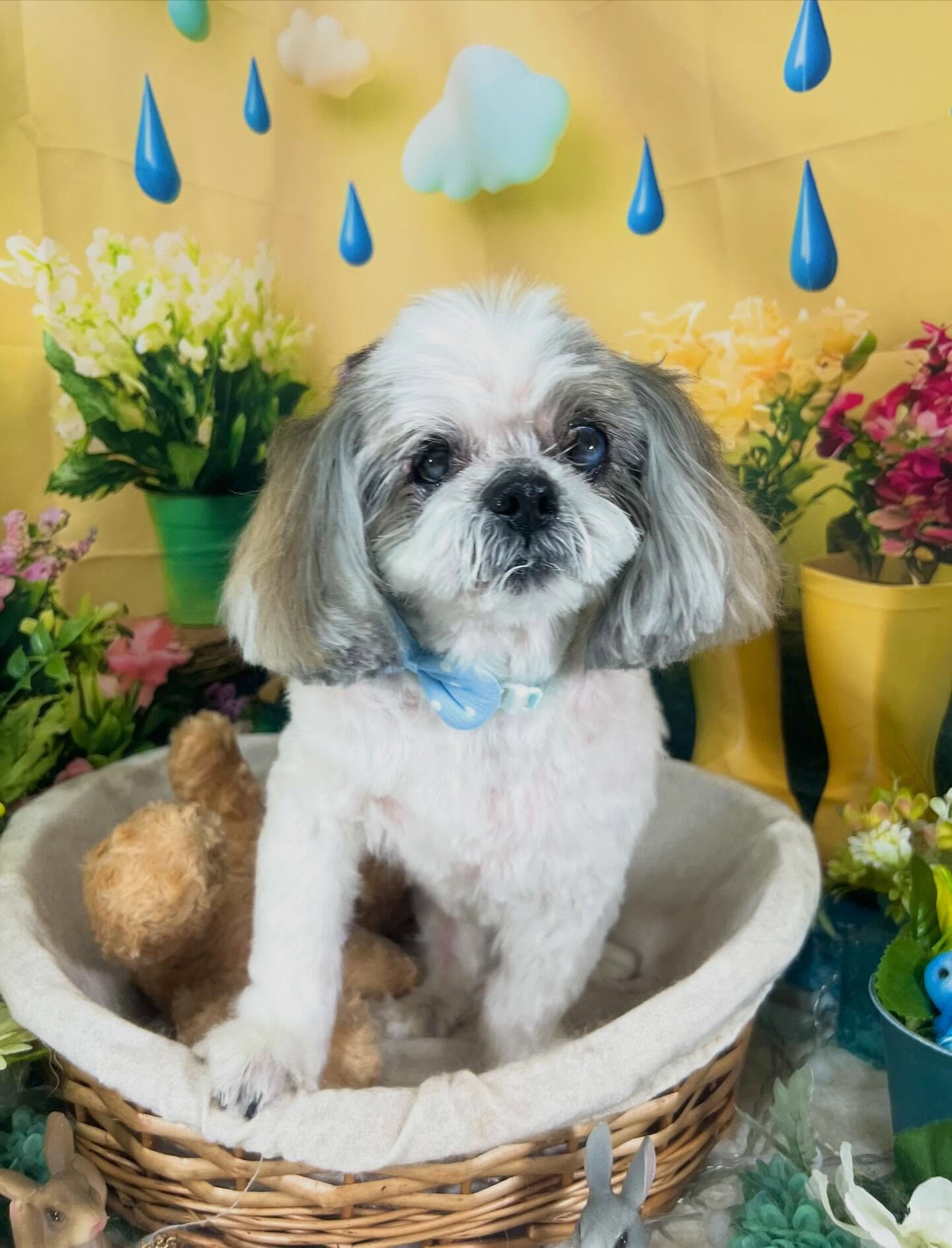 来店いただいた、シーズーのココアちゃんです🐶✨