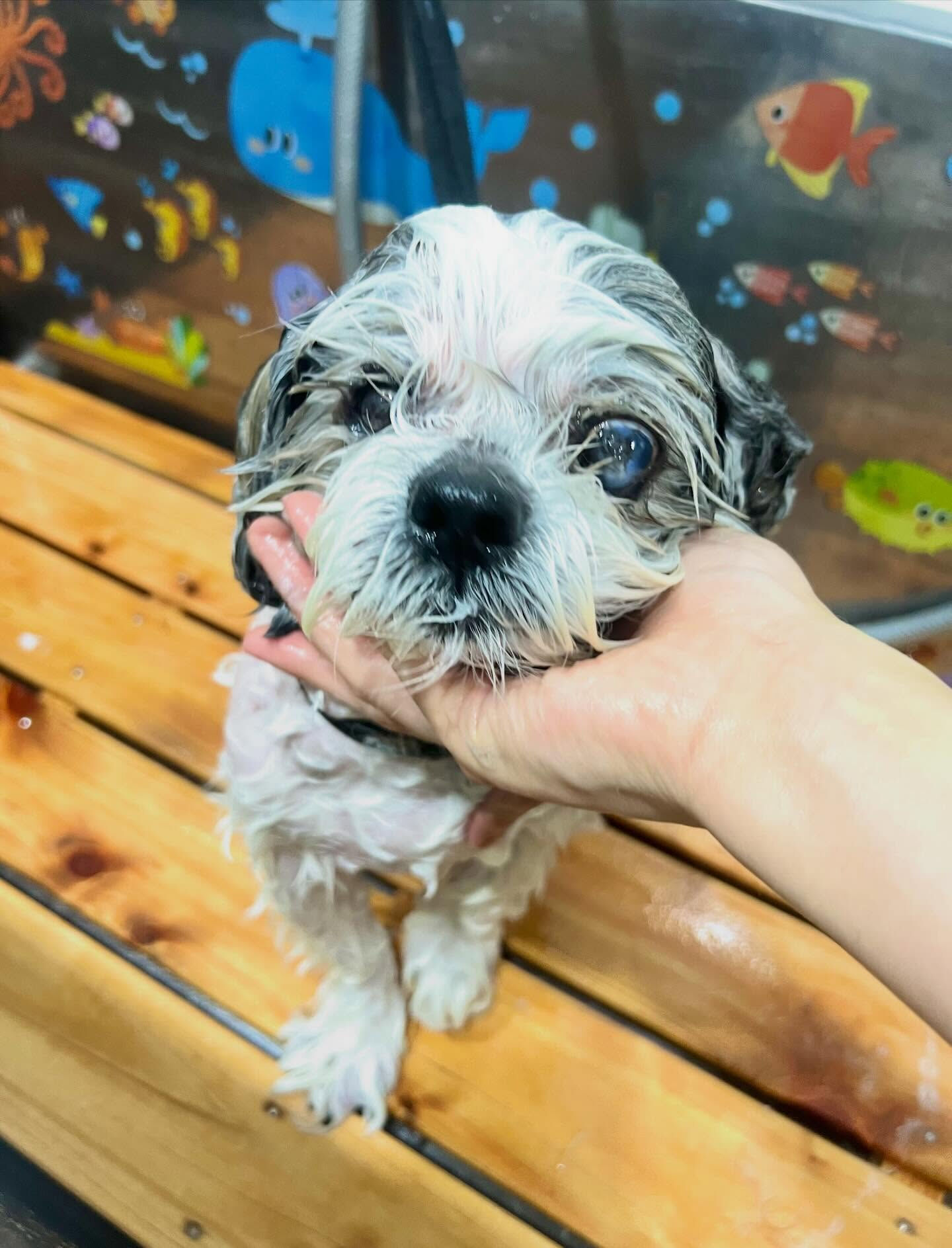 来店いただいた、シーズーのココアちゃんです🐶✨