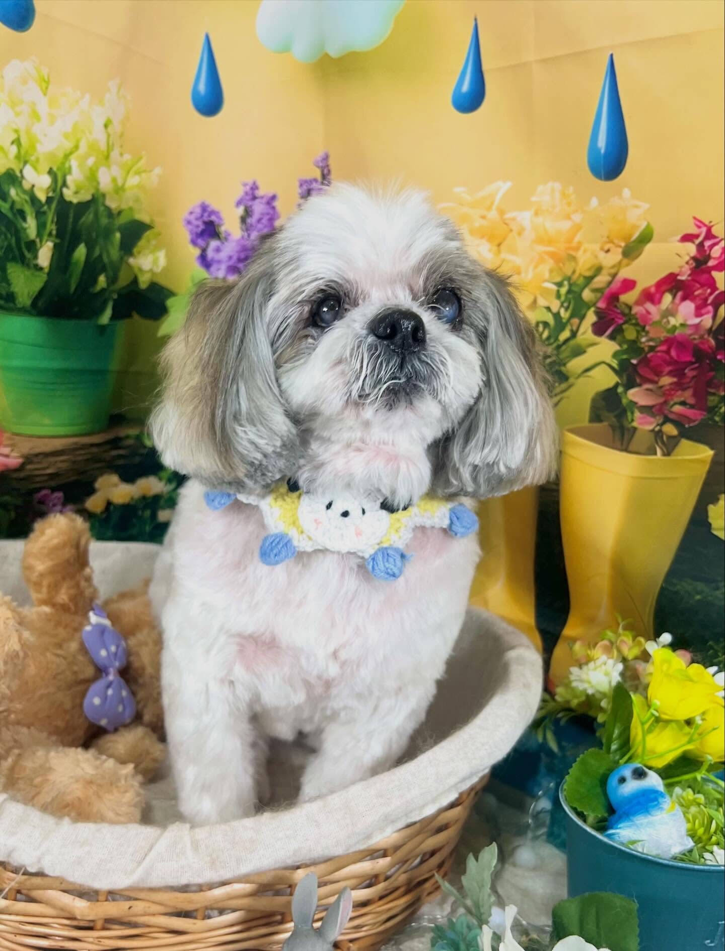 来店いただいた、シーズーのココアちゃんです🐶✨