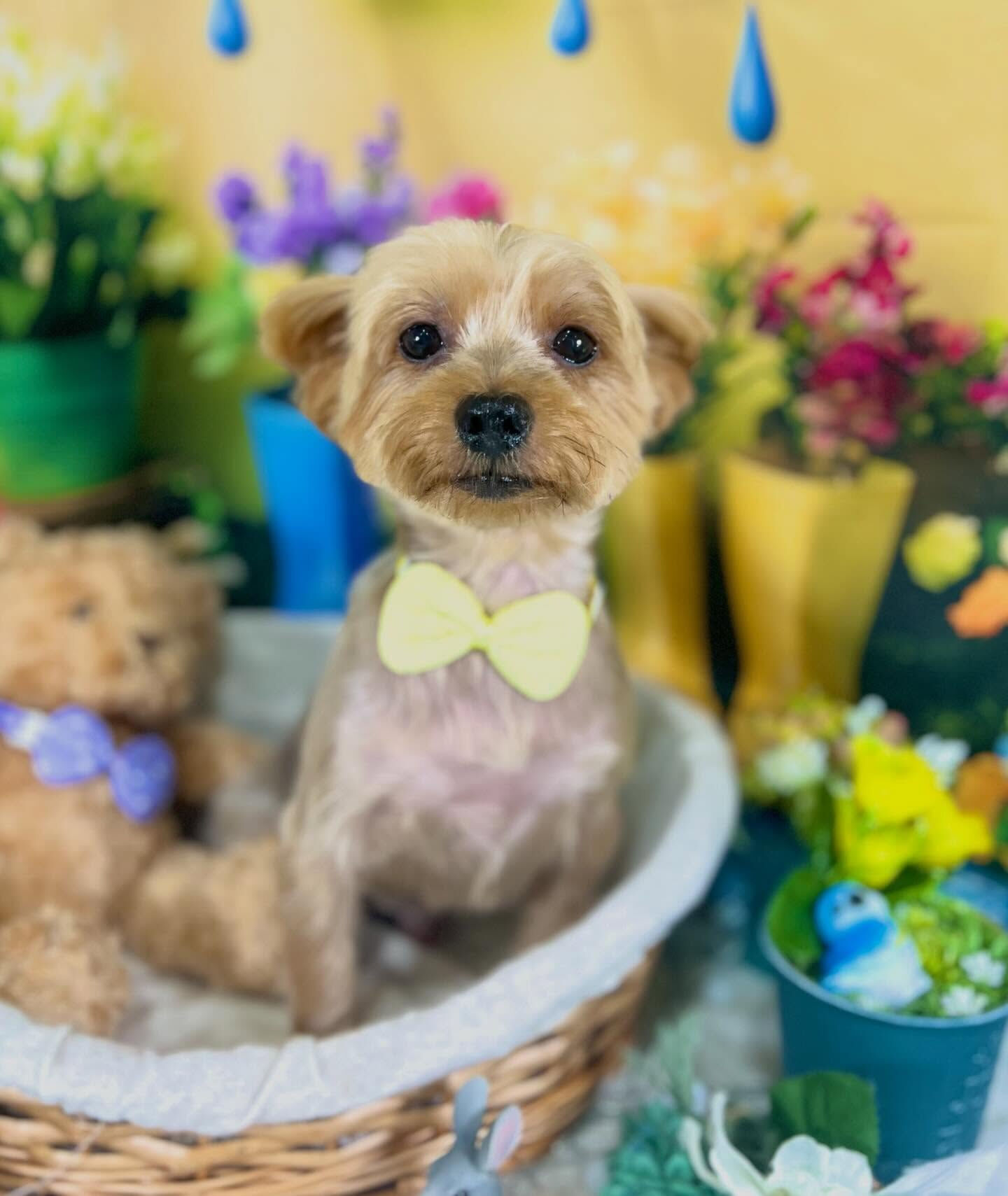 来店いただいた、ヨーキーのクロくんです🐶✨