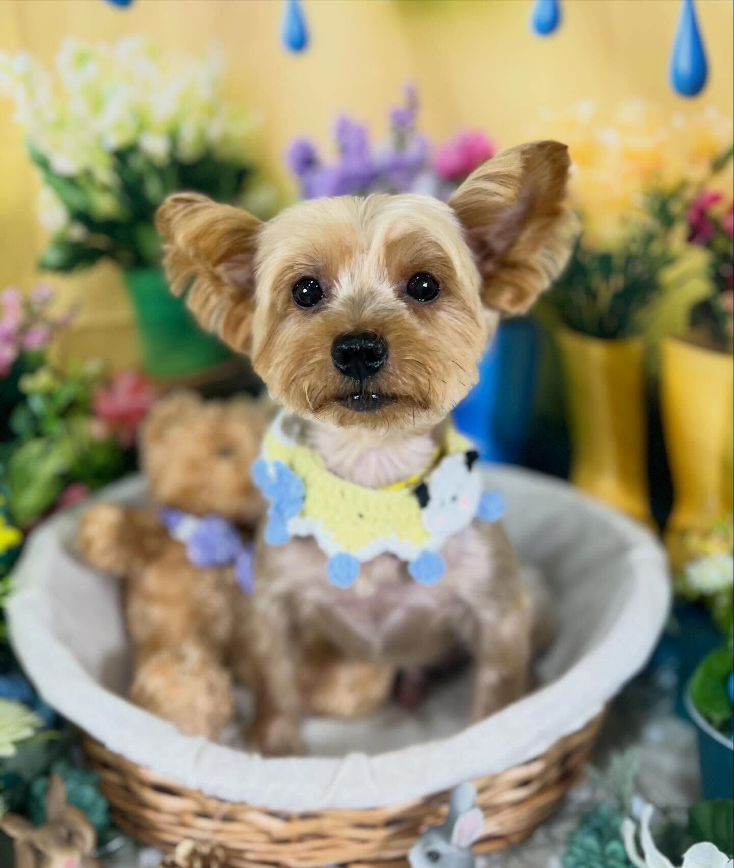 来店いただいた、ヨーキーのクロくんです🐶✨