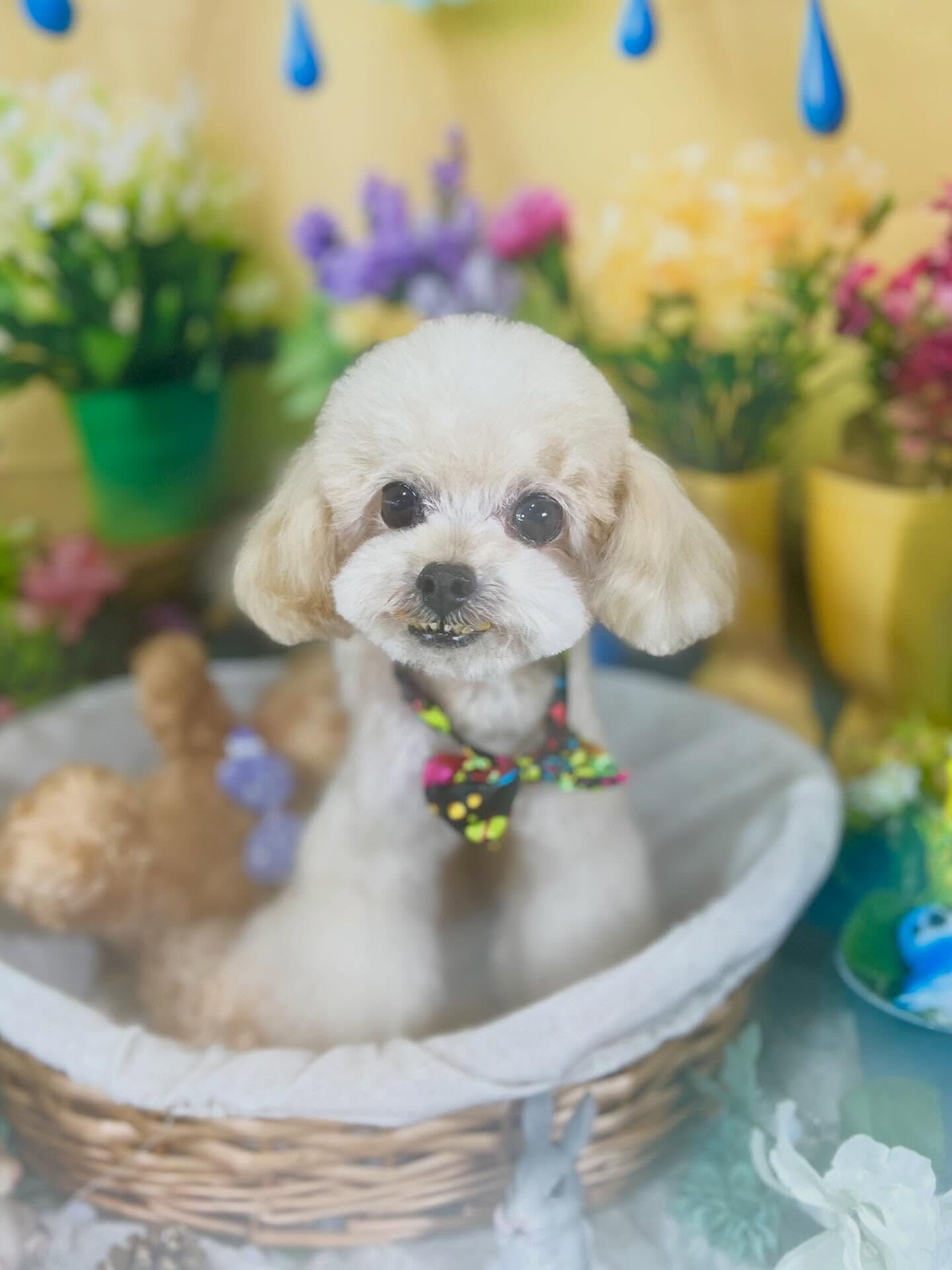 来店いただいた、トイプーのソイくんです🐶✨