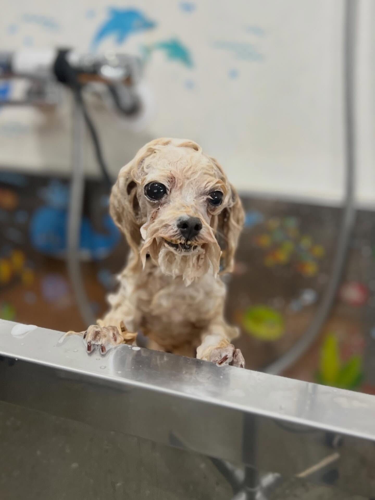 来店いただいた、トイプーのソイくんです🐶✨