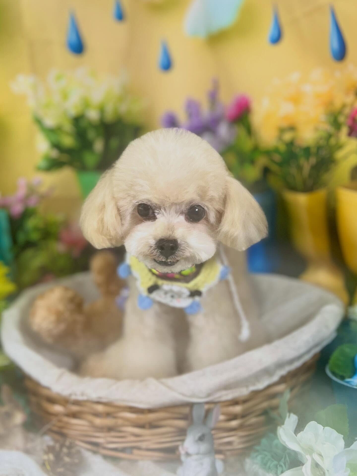 来店いただいた、トイプーのソイくんです🐶✨
