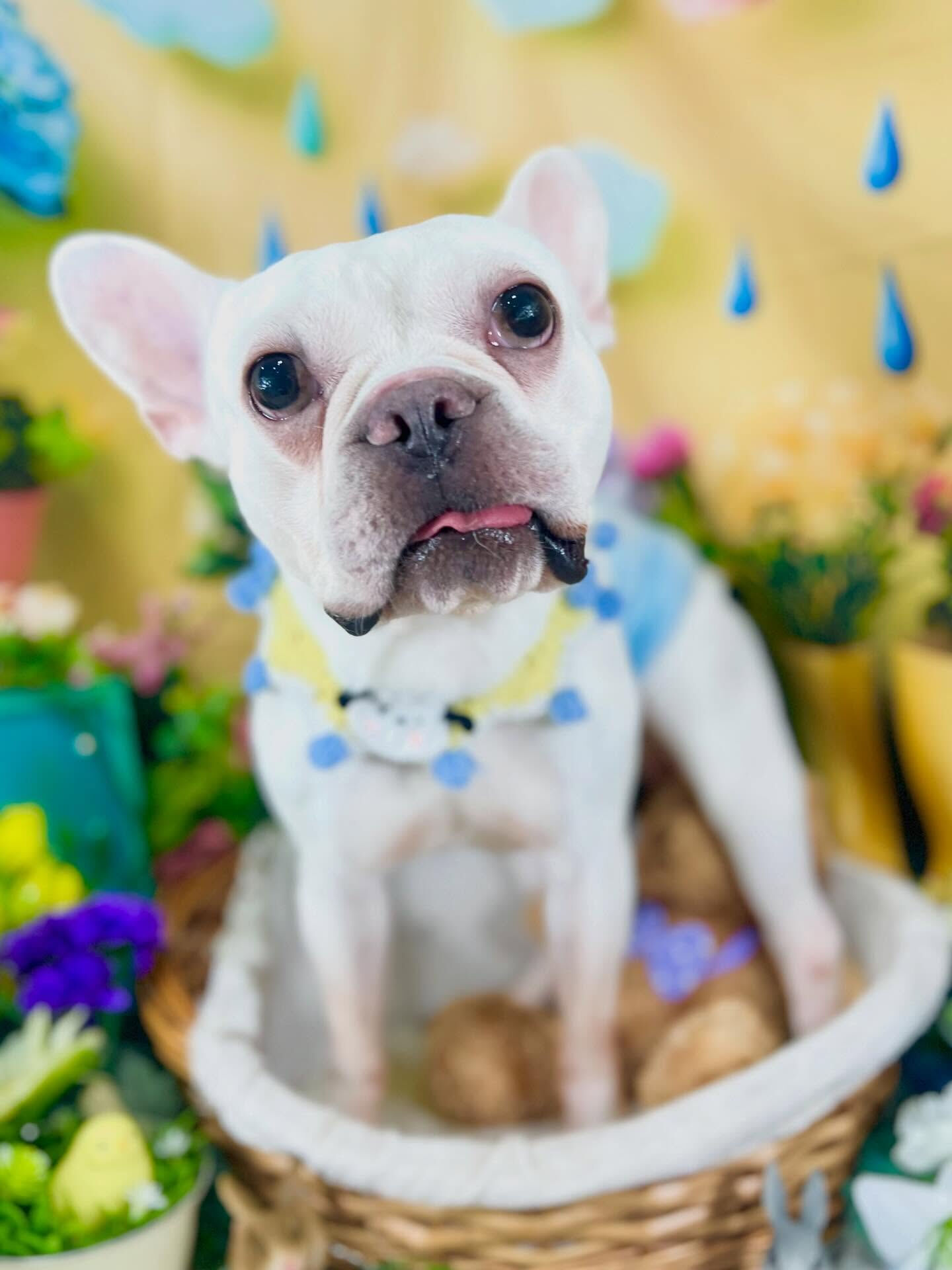 来店いただいた、フレブルの文太くんです🐶✨