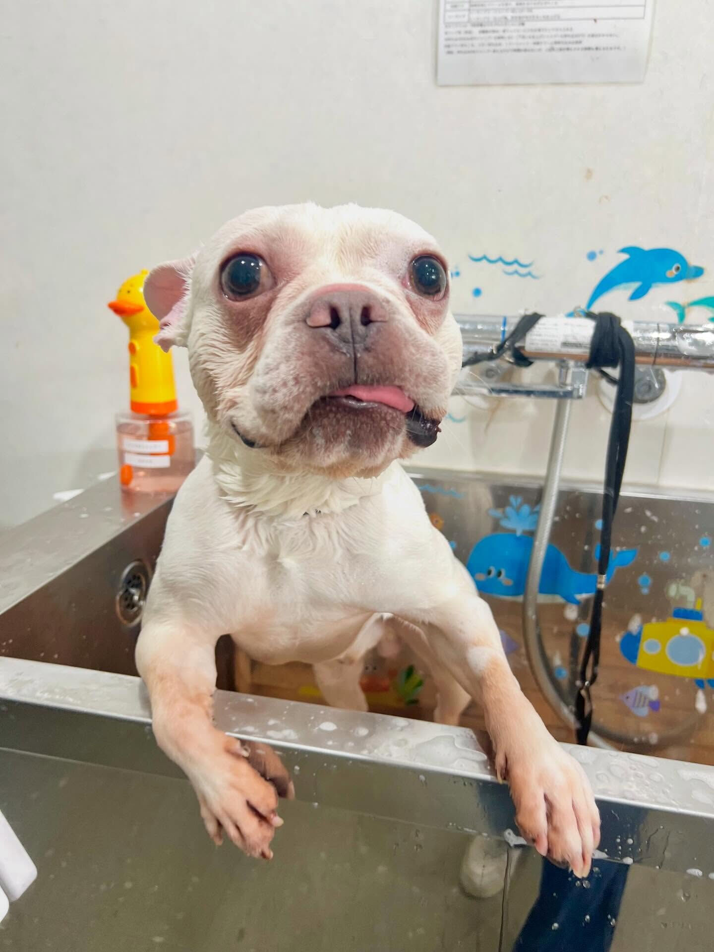 来店いただいた、フレブルの文太くんです🐶✨