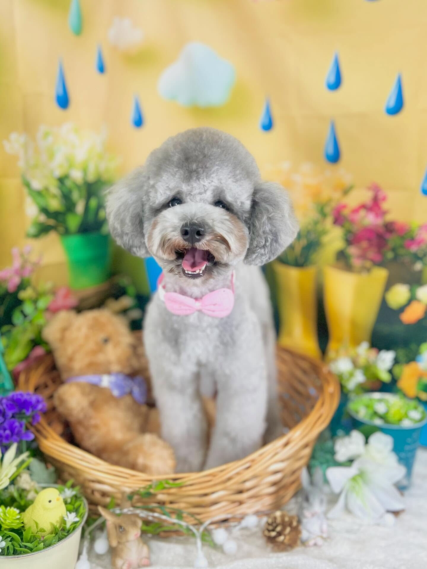 来店いただいた、トイプードルのくろすけくんです🐶✨