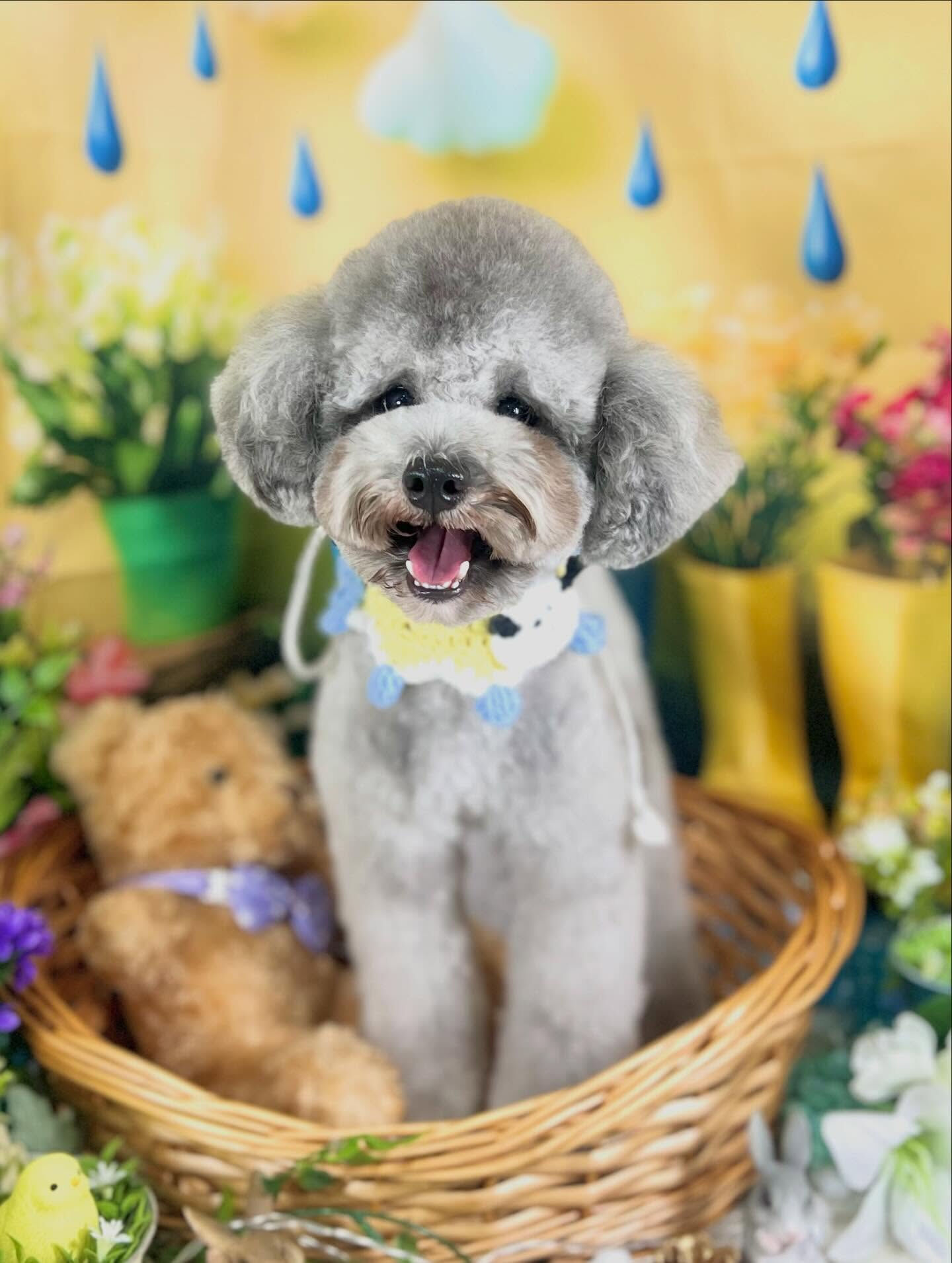 来店いただいた、トイプードルのくろすけくんです🐶✨