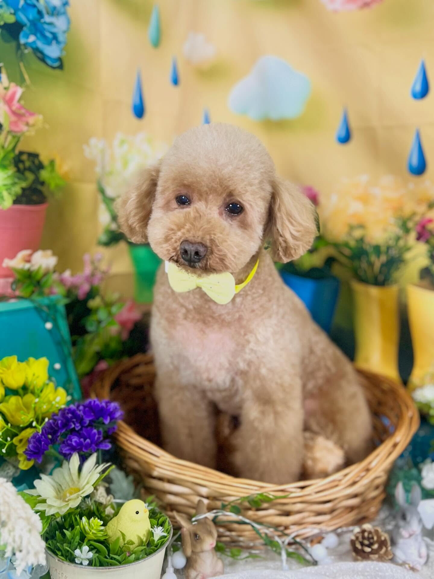 来店いただいた、トイプードルのりりむちゃんです🐶✨