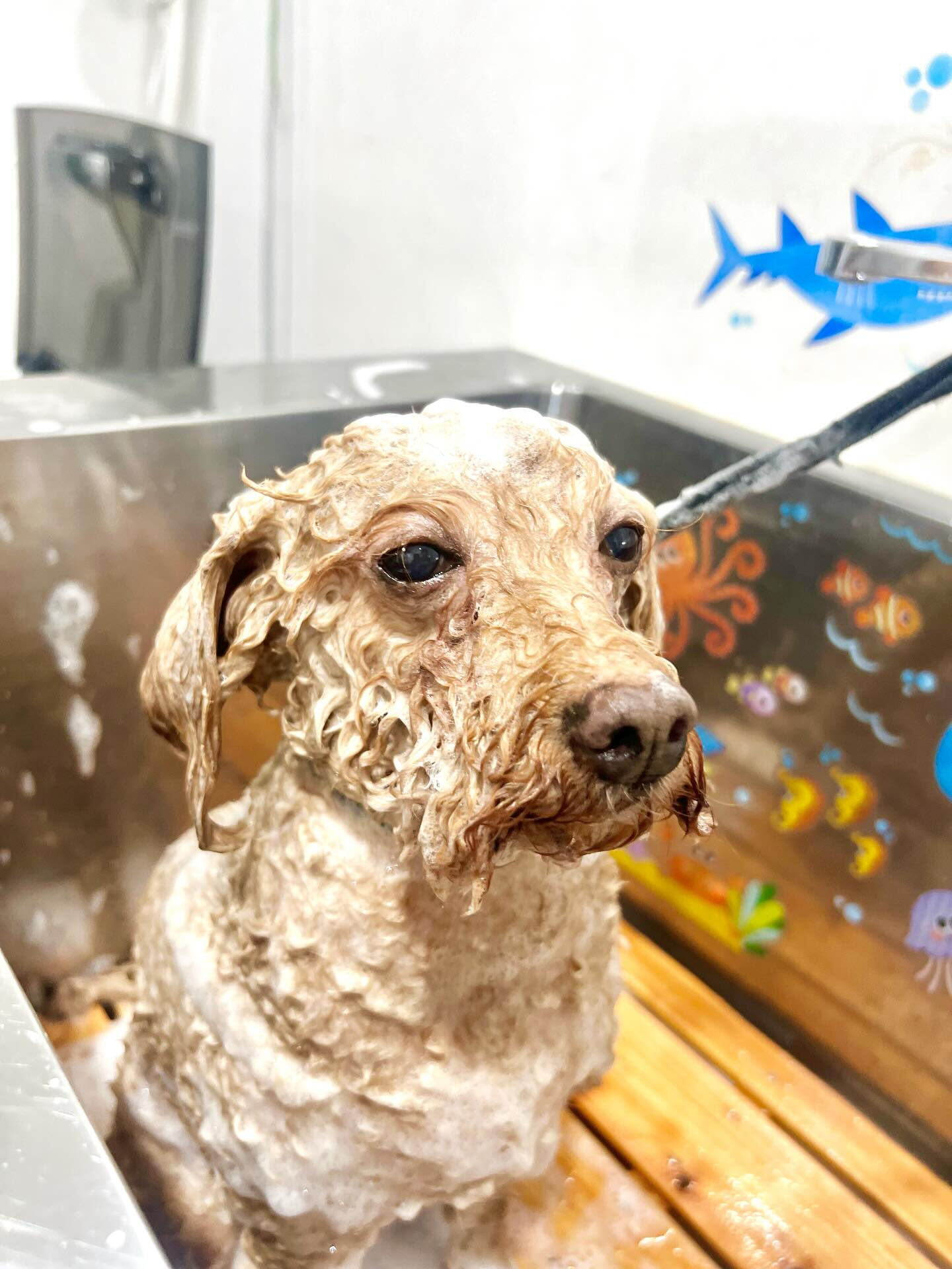 来店いただいた、トイプードルのりりむちゃんです🐶✨