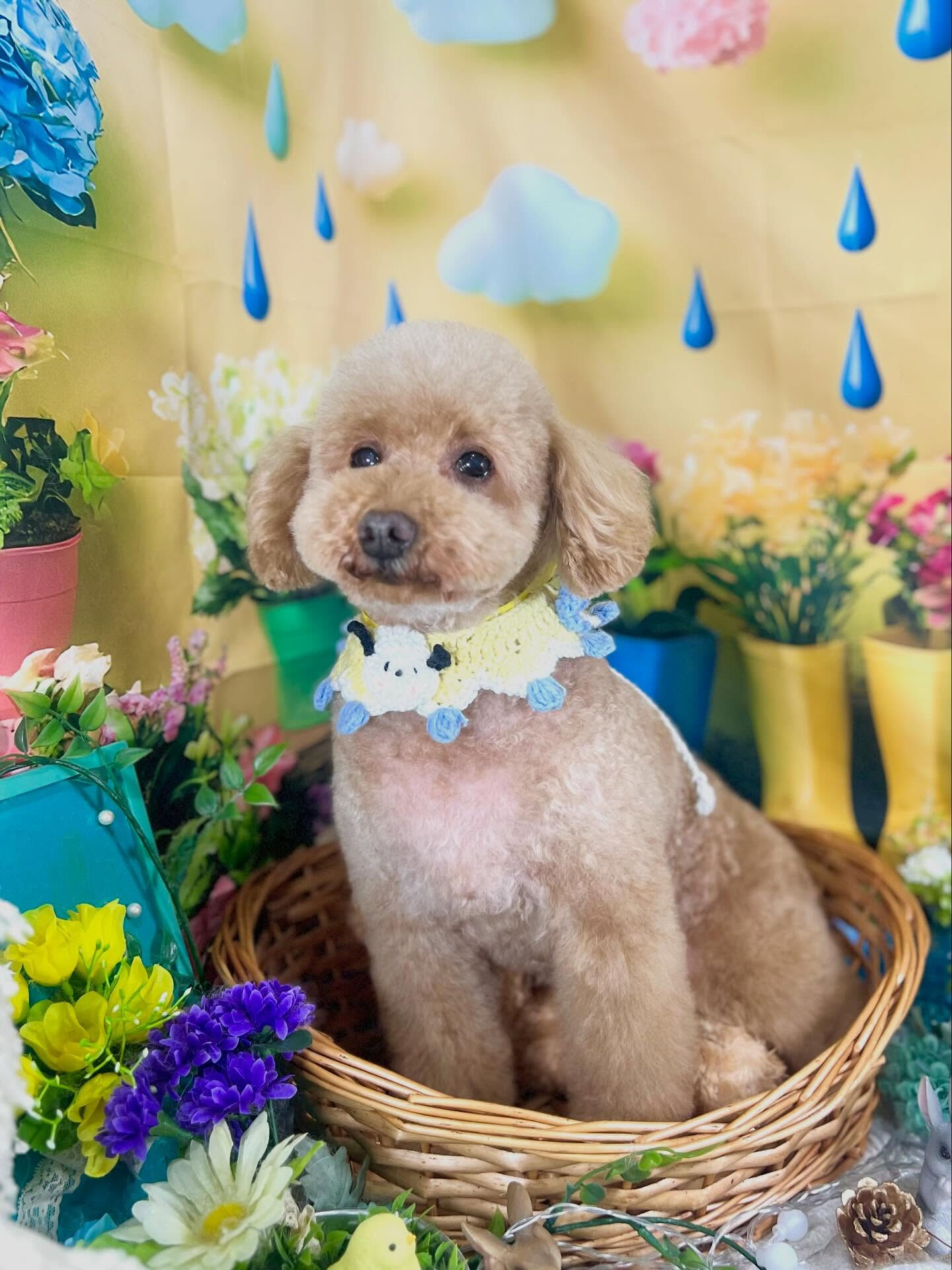 来店いただいた、トイプードルのりりむちゃんです🐶✨