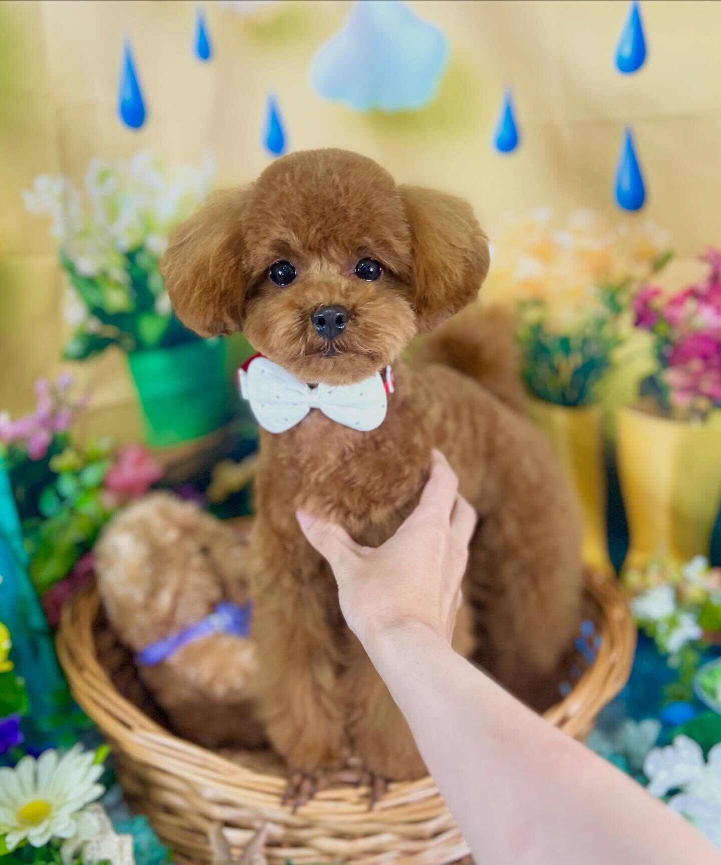 来店いただいた、トイプードルの琥太郎くんです🐶✨