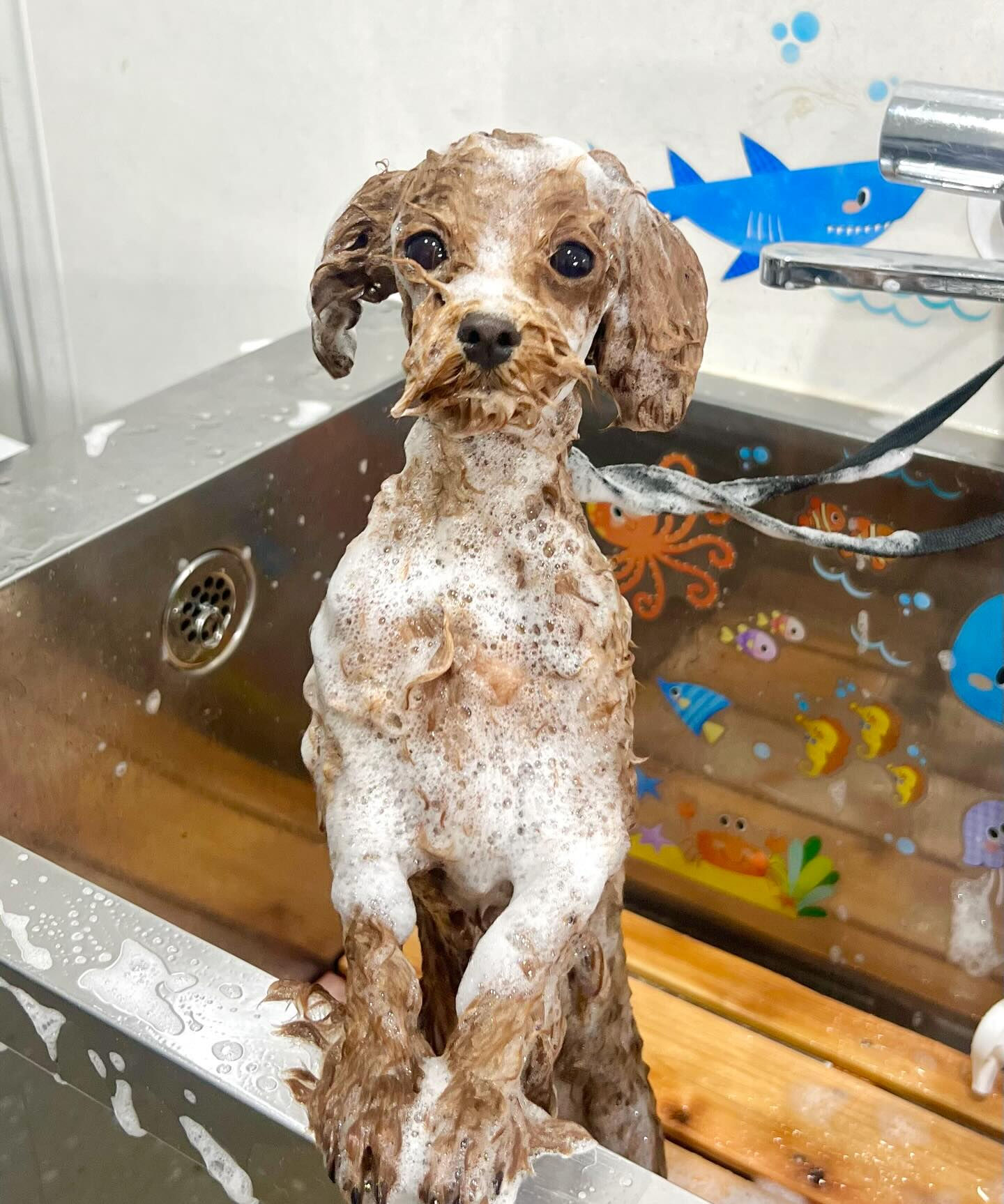 来店いただいた、トイプードルの琥太郎くんです🐶✨