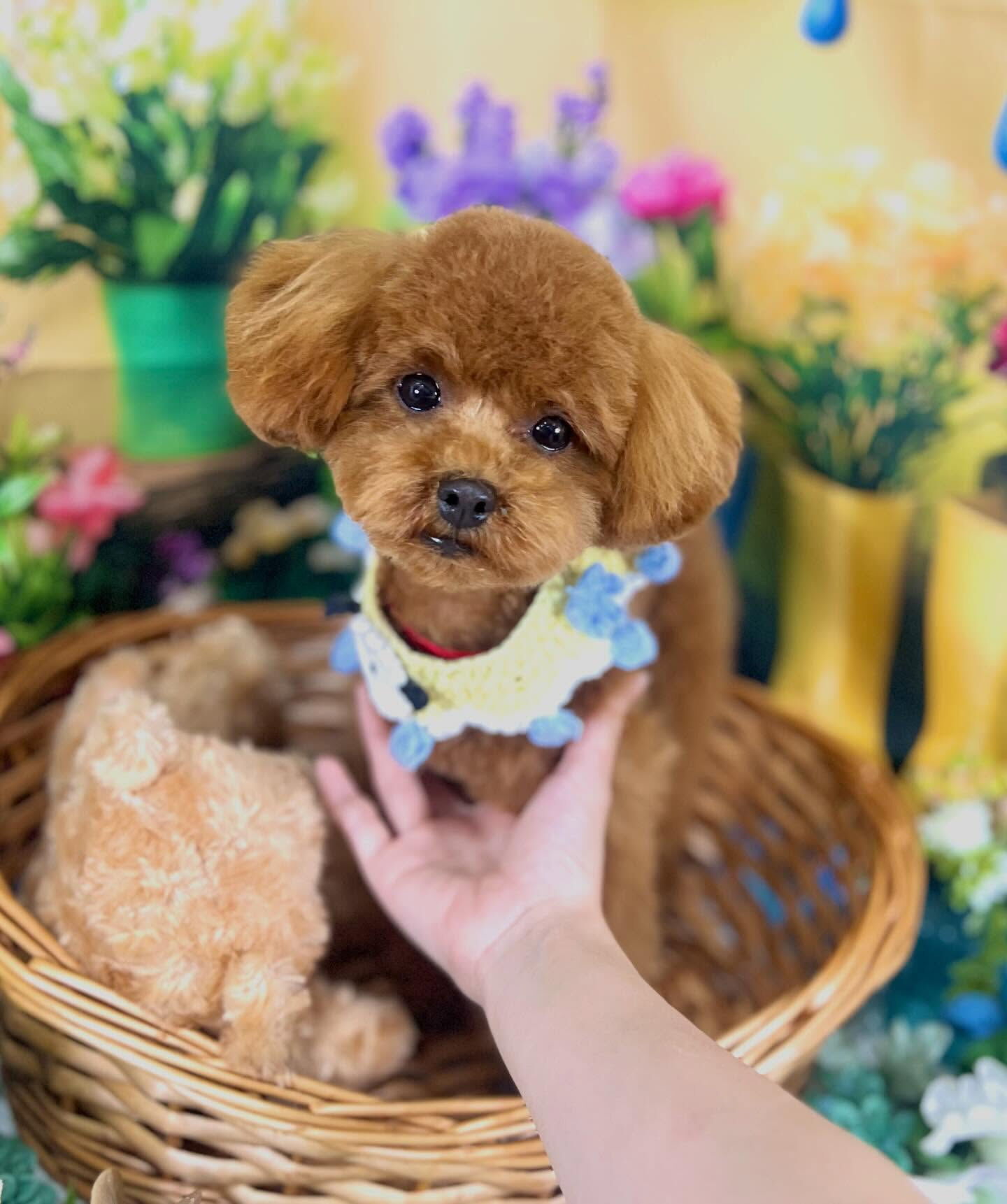 来店いただいた、トイプードルの琥太郎くんです🐶✨