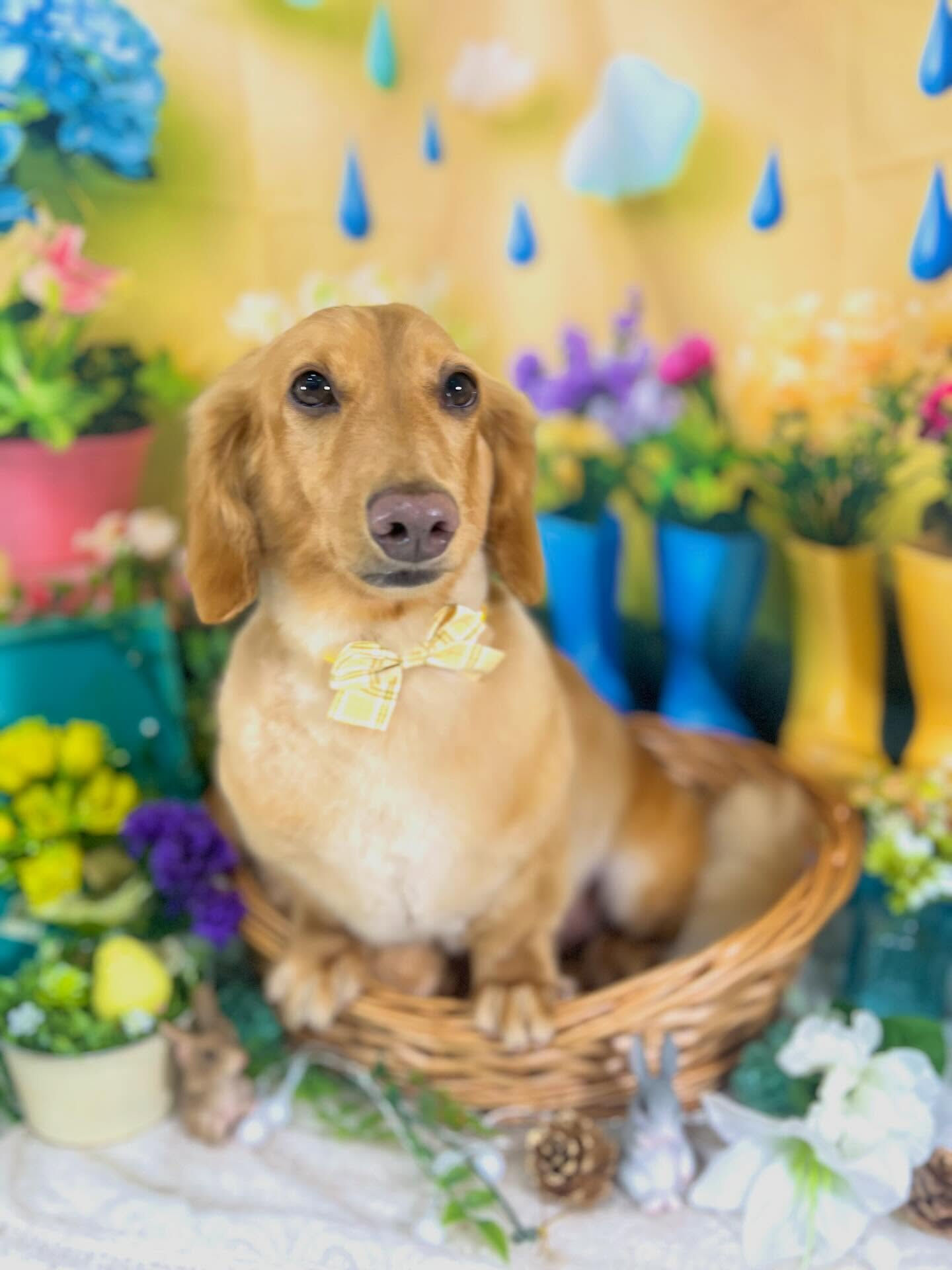来店いただいた、ダックスのクリくんです🐶✨