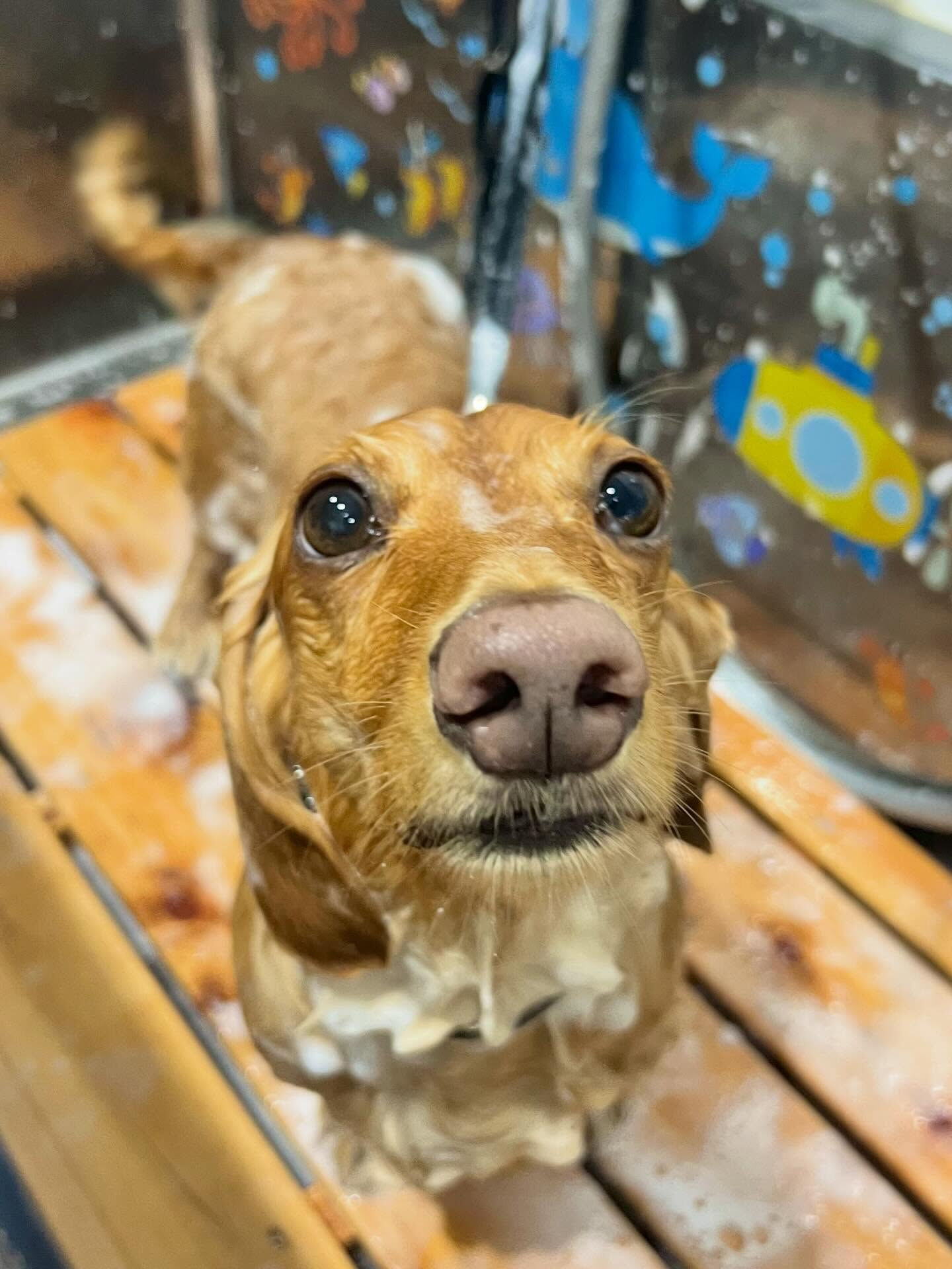 来店いただいた、ダックスのクリくんです🐶✨