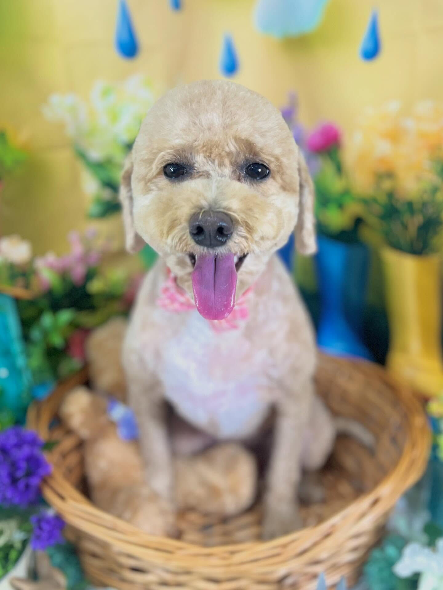 来店いただいた、ビションプーのエマちゃんです🐶✨