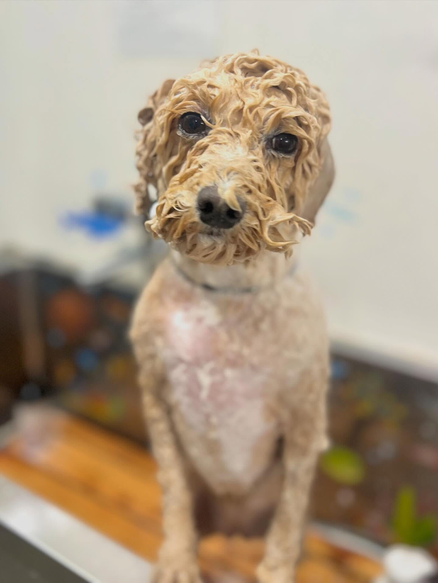 来店いただいた、ビションプーのエマちゃんです🐶✨