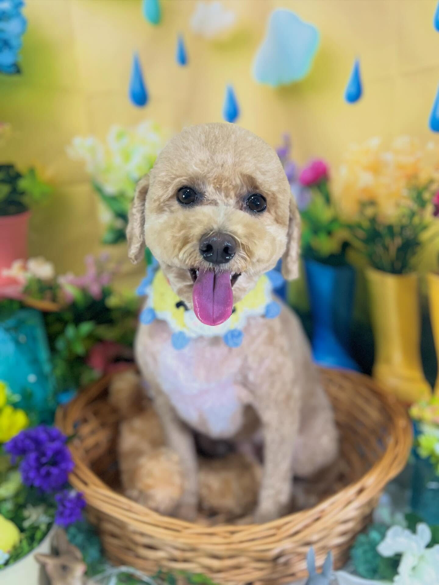 来店いただいた、ビションプーのエマちゃんです🐶✨