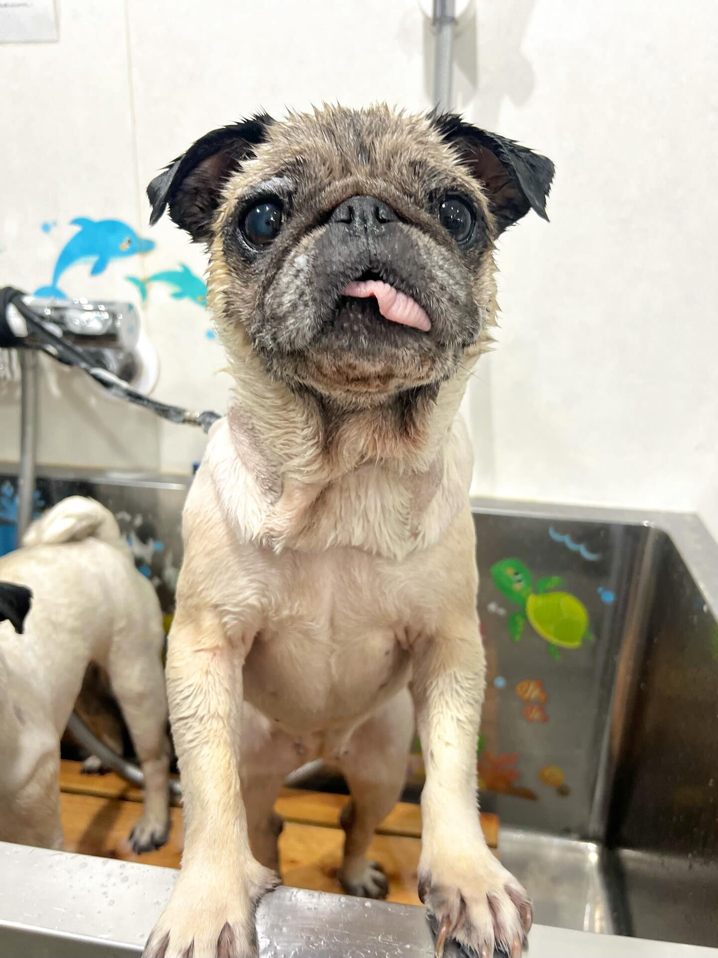 来店いただいた、パグのおとちゃんです🐶✨