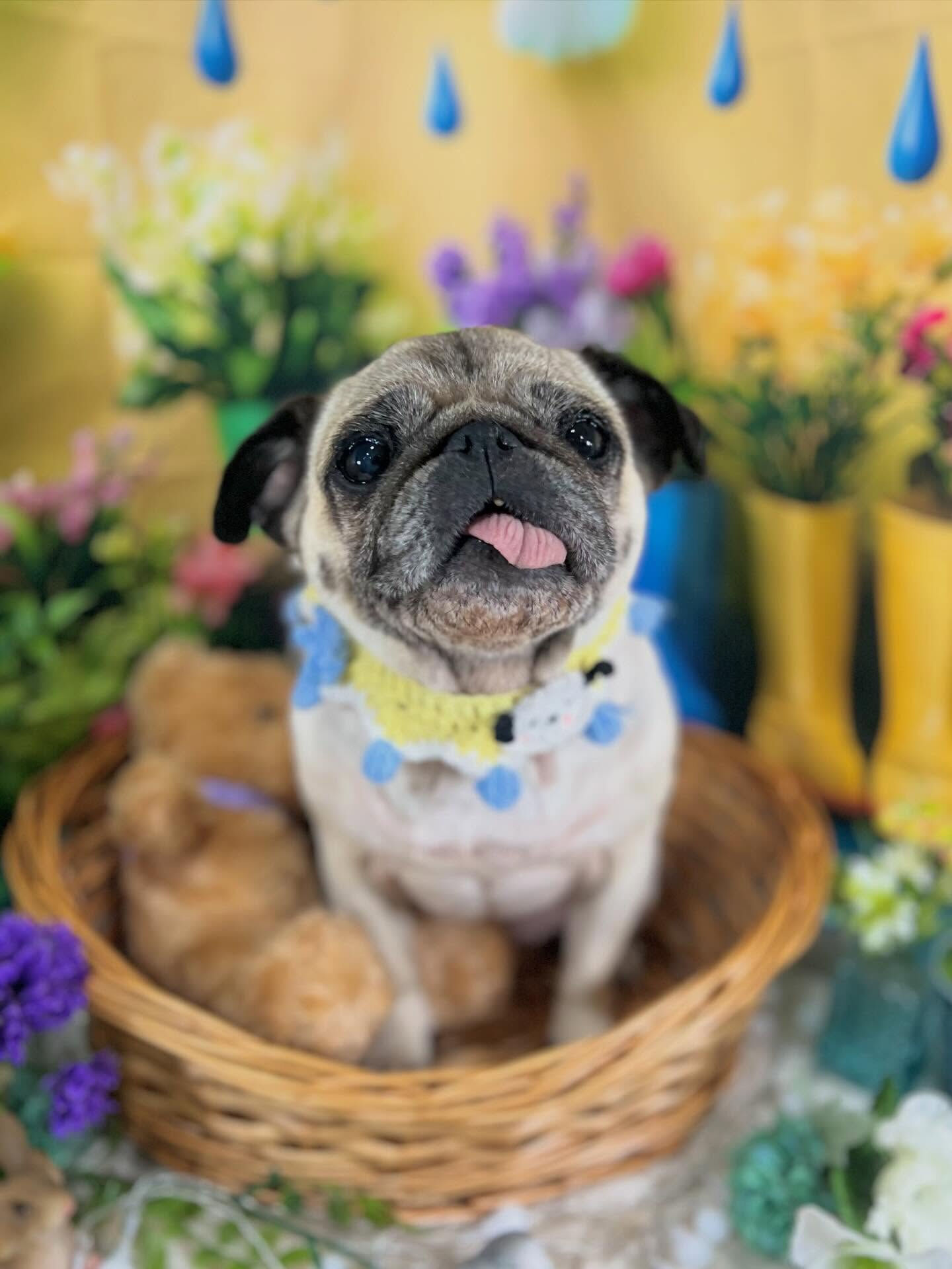 来店いただいた、パグのおとちゃんです🐶✨