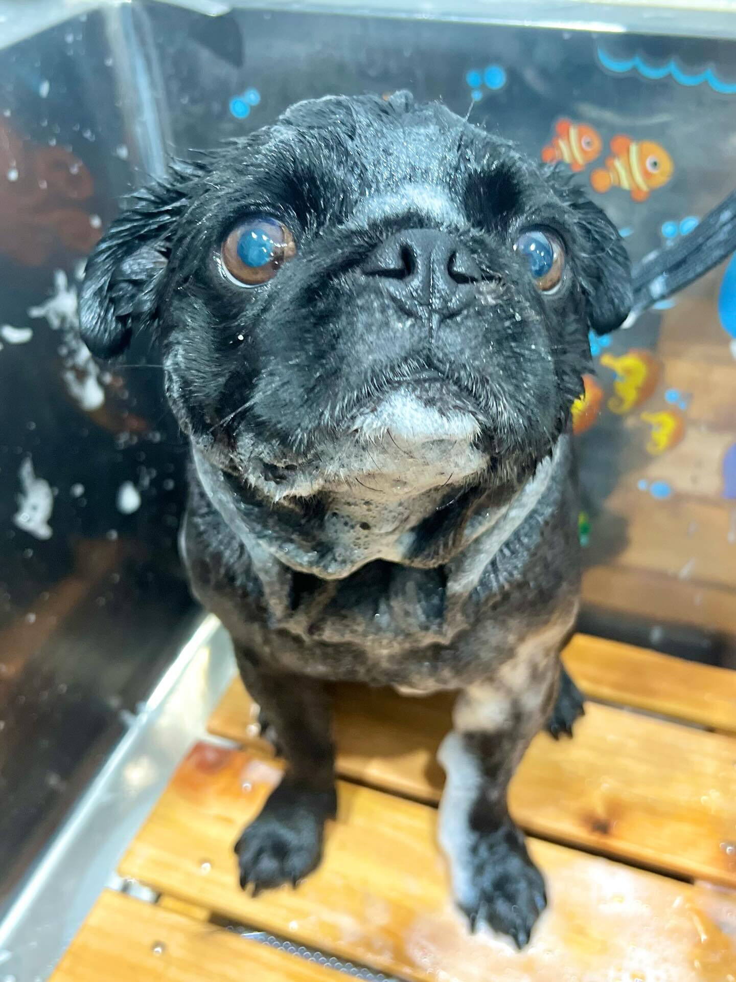 来店いただいた、パグのリトくんです🐶✨