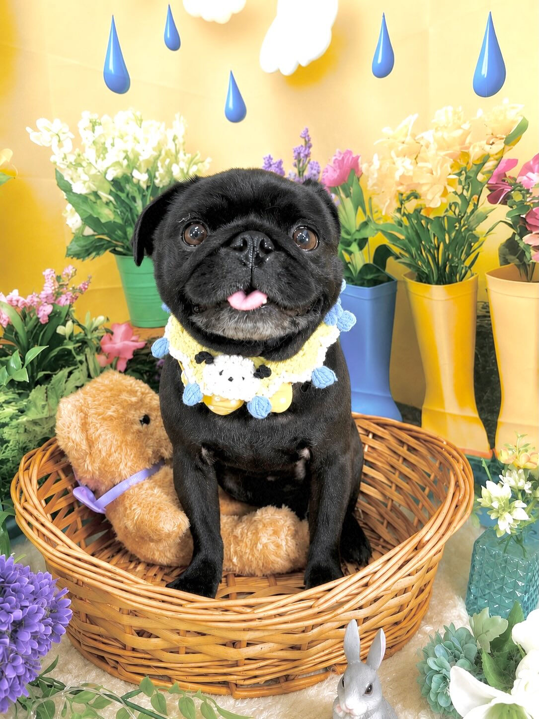 来店いただいた、パグのリトくんです🐶✨