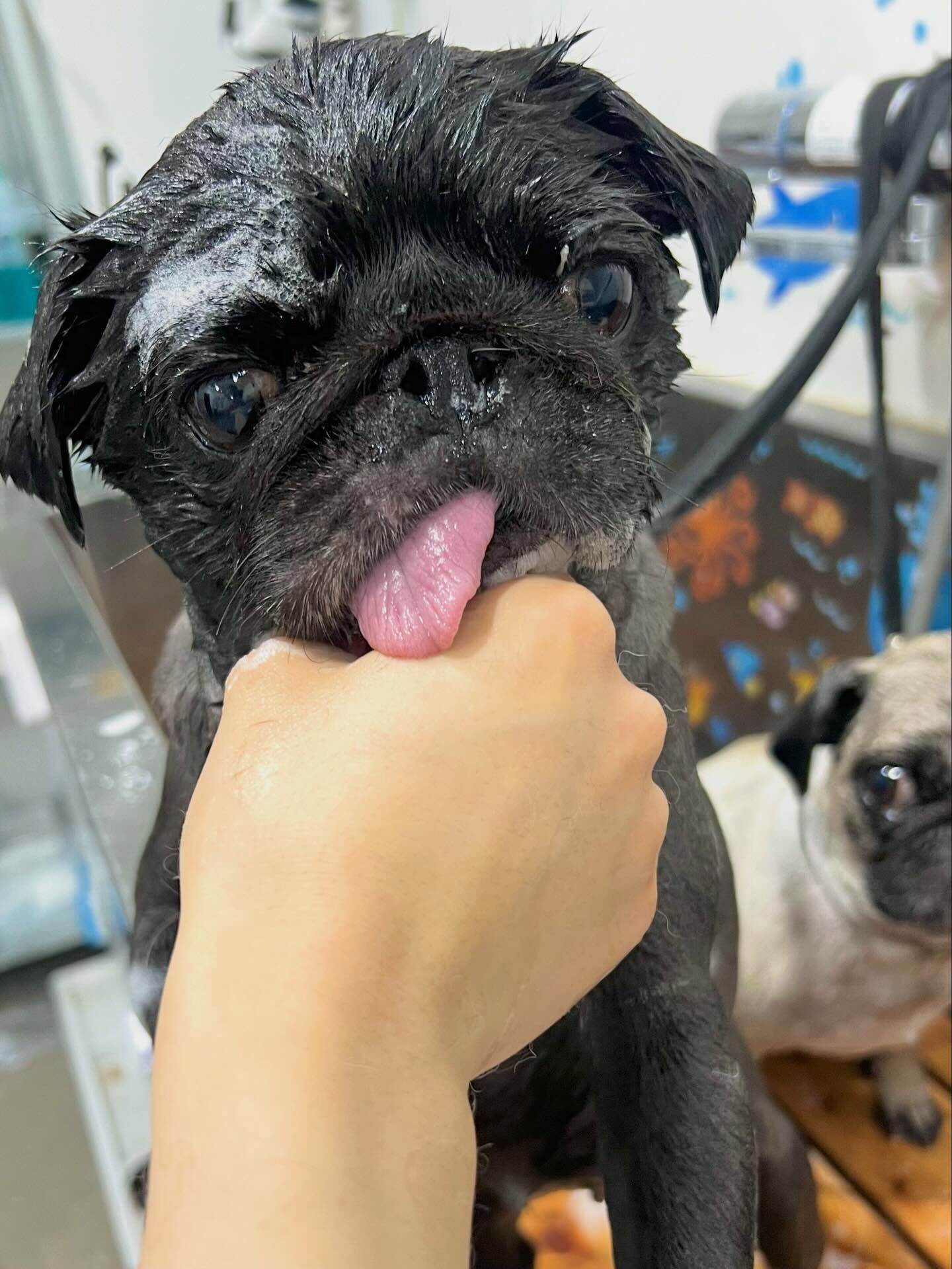 来店いただいた、パグのみぃとちゃんです🐶✨