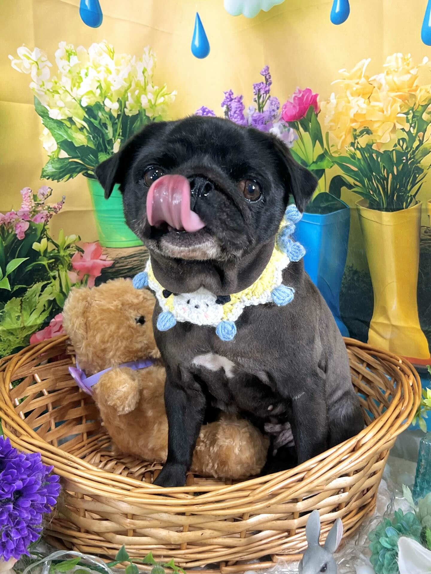 来店いただいた、パグのみぃとちゃんです🐶✨