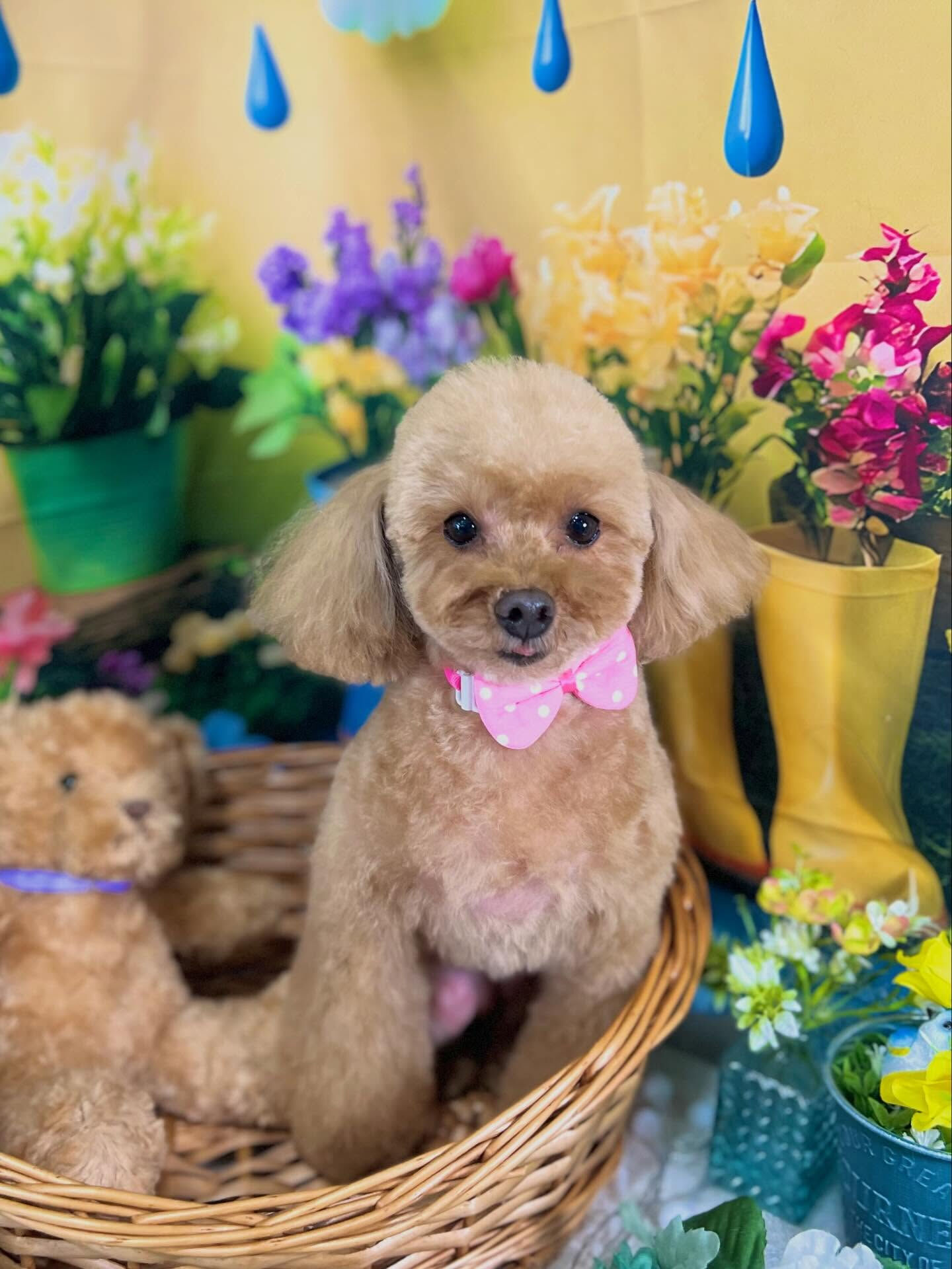 来店いただいた、プードルのこむぎちゃんです🐶✨