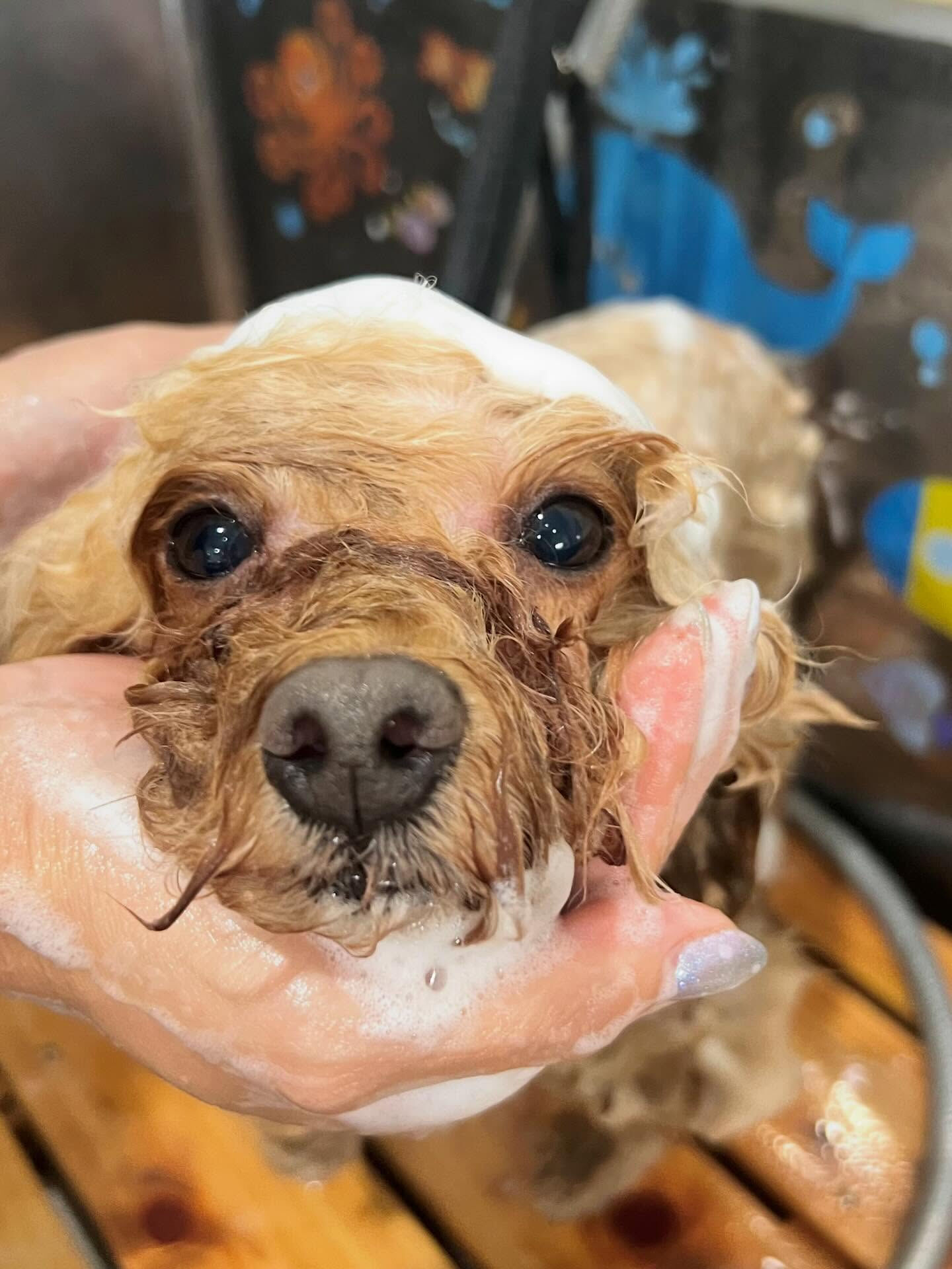 来店いただいた、プードルのこむぎちゃんです🐶✨
