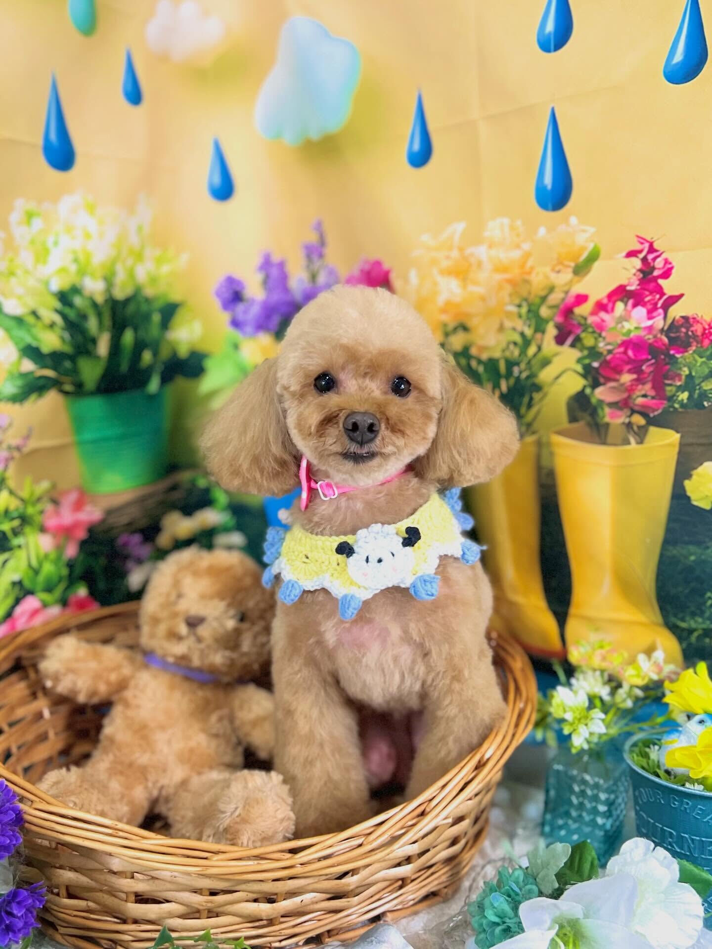 来店いただいた、プードルのこむぎちゃんです🐶✨