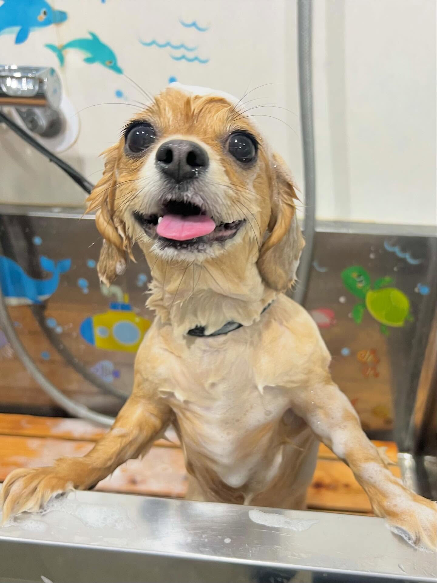 来店いただいた、チワックスのむぎくんです🐶✨