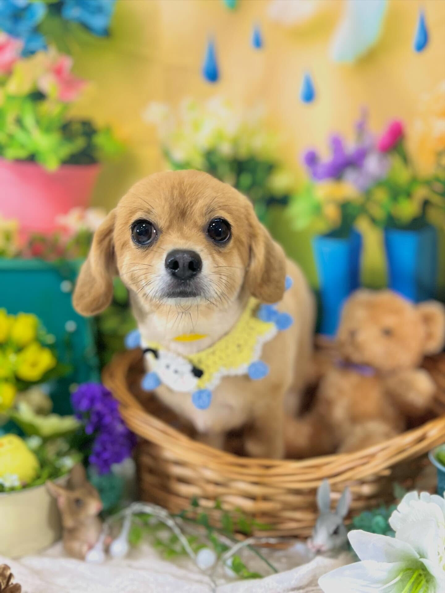 来店いただいた、チワックスのむぎくんです🐶✨