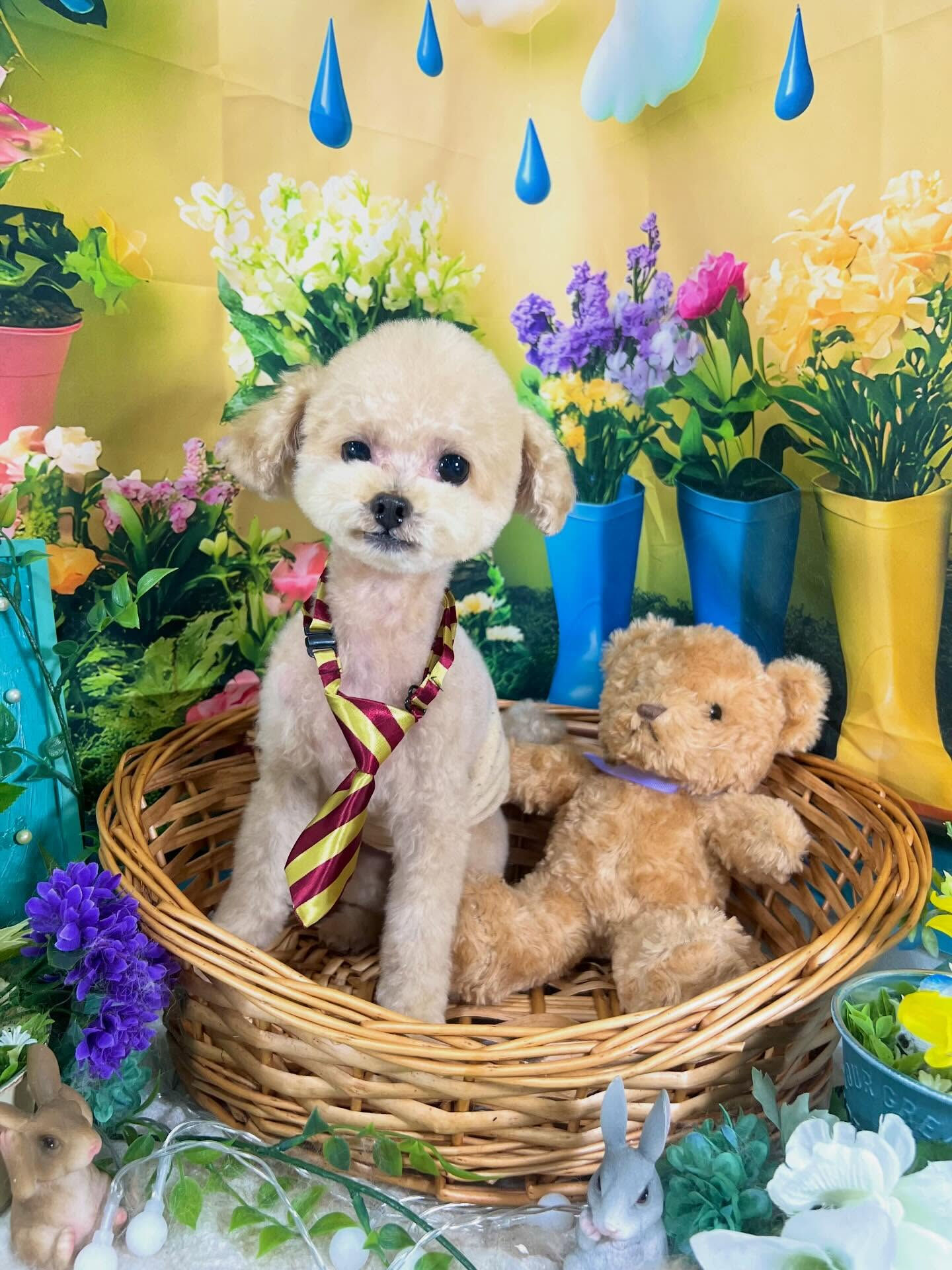 来店いただいた、トイプーのモナくんです🐶✨