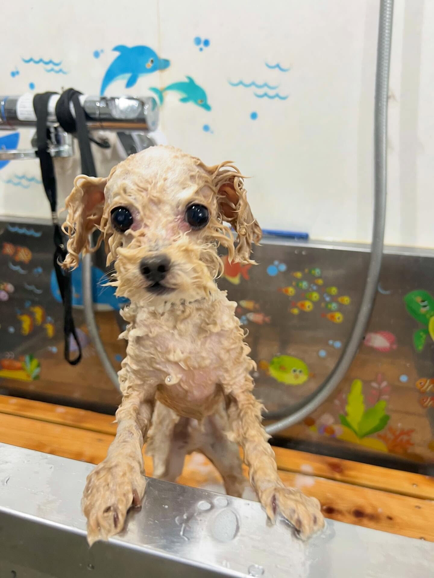 来店いただいた、トイプーのモナくんです🐶✨