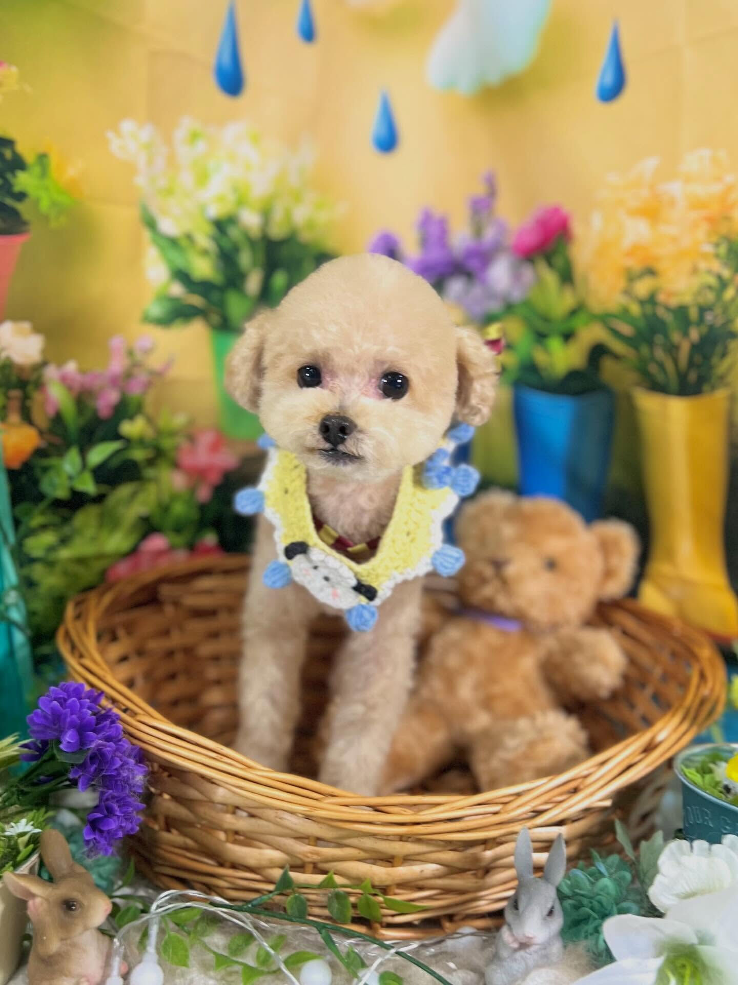 来店いただいた、トイプーのモナくんです🐶✨