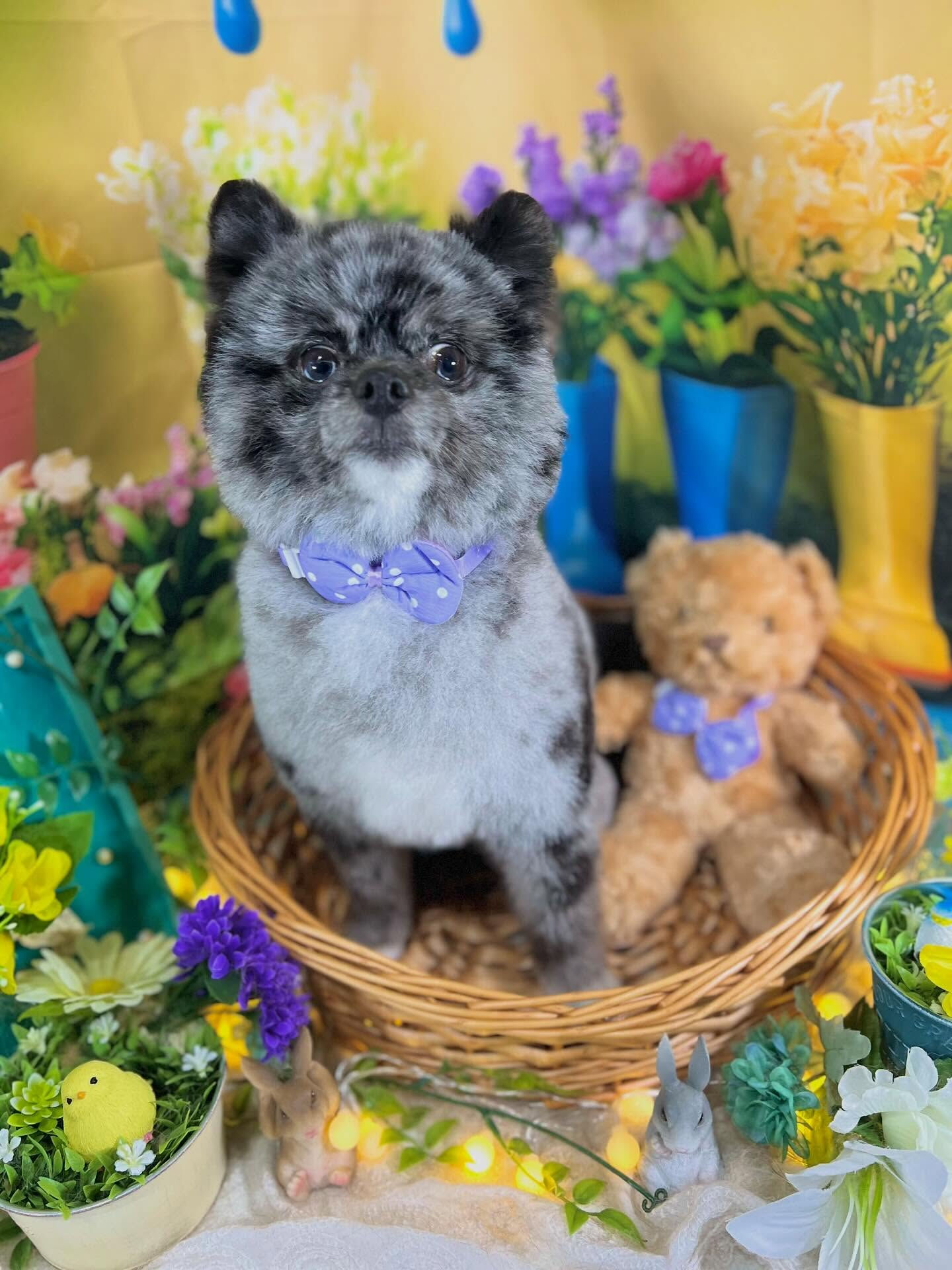来店いただいた、ポメのタヌプくんです🐶✨
