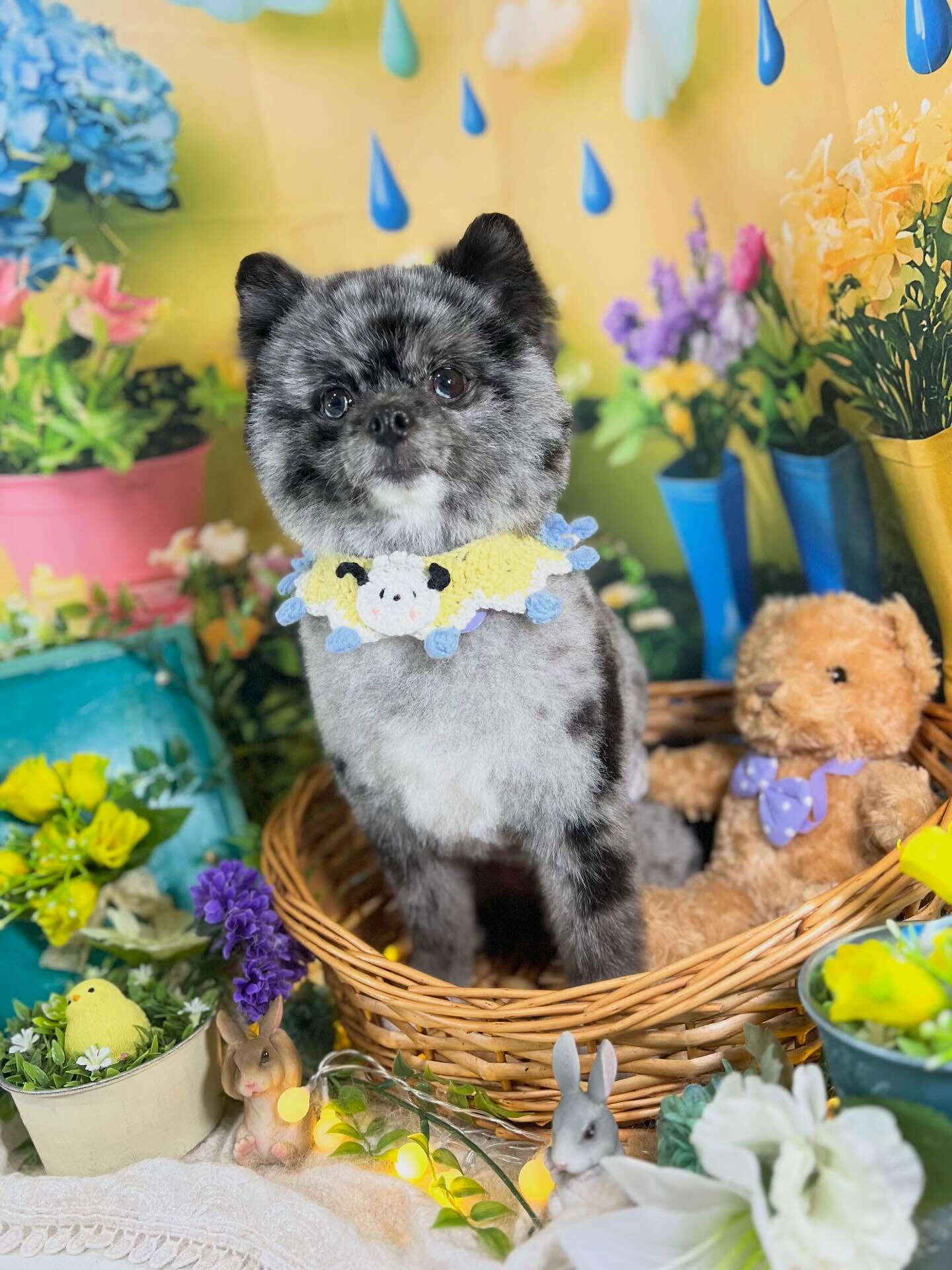 来店いただいた、ポメのタヌプくんです🐶✨