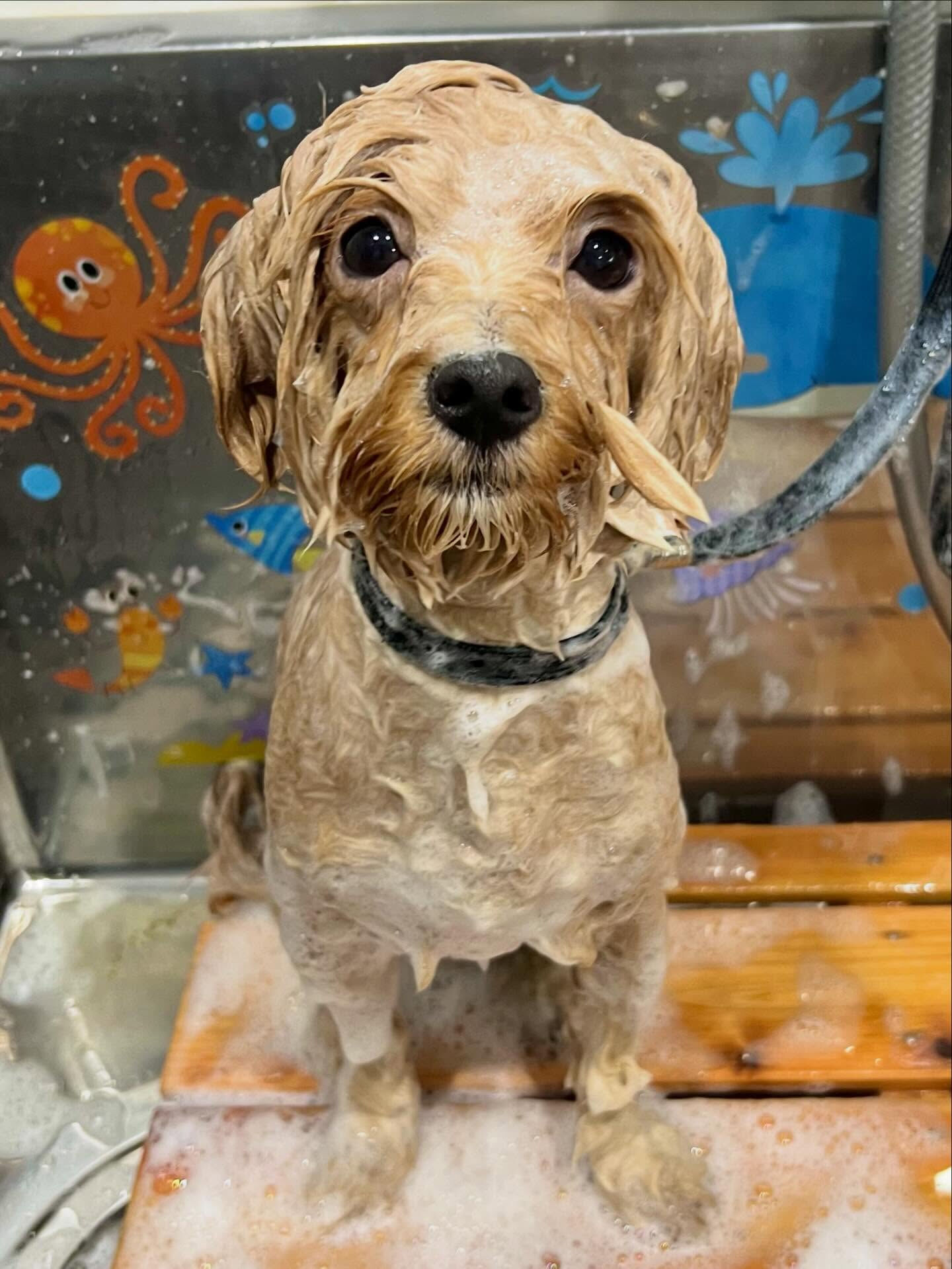 来店いただいた、マルプーのきなこくんです🐶✨