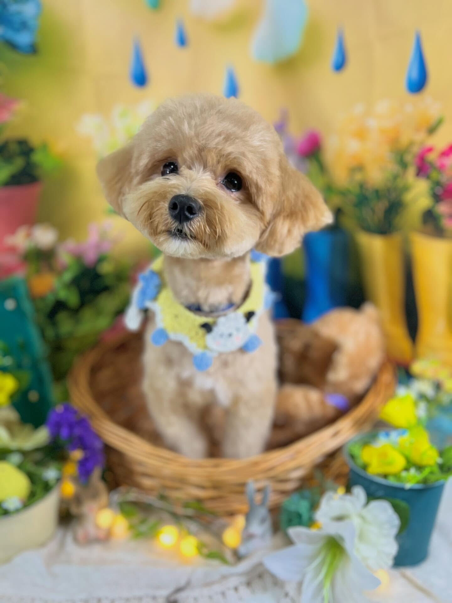 来店いただいた、マルプーのきなこくんです🐶✨