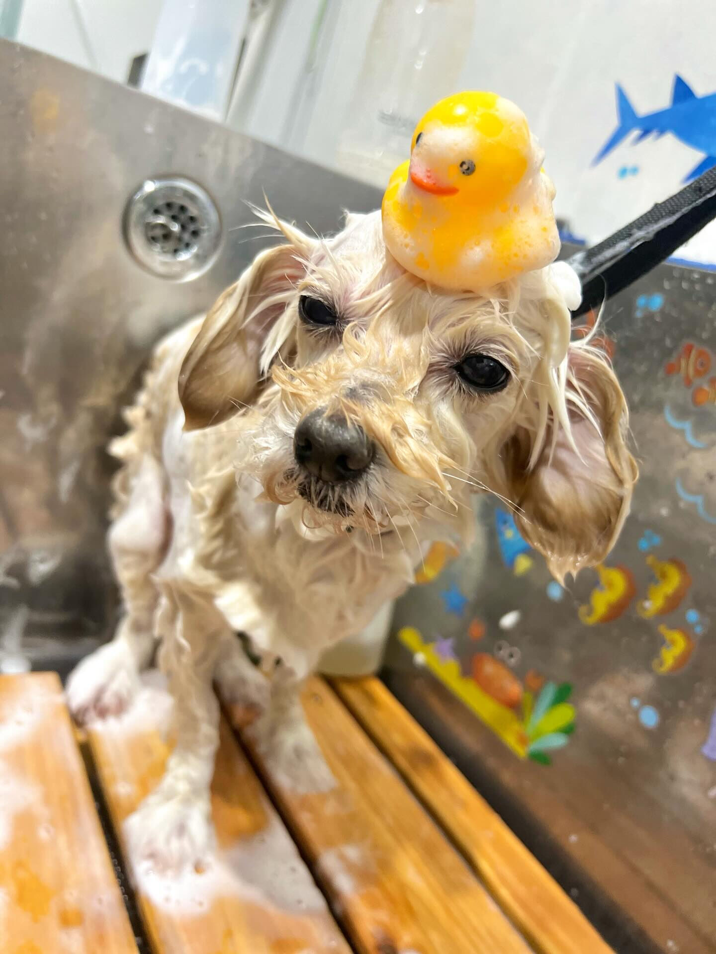 来店いただいた、チワプーのハナちゃんです🐶✨